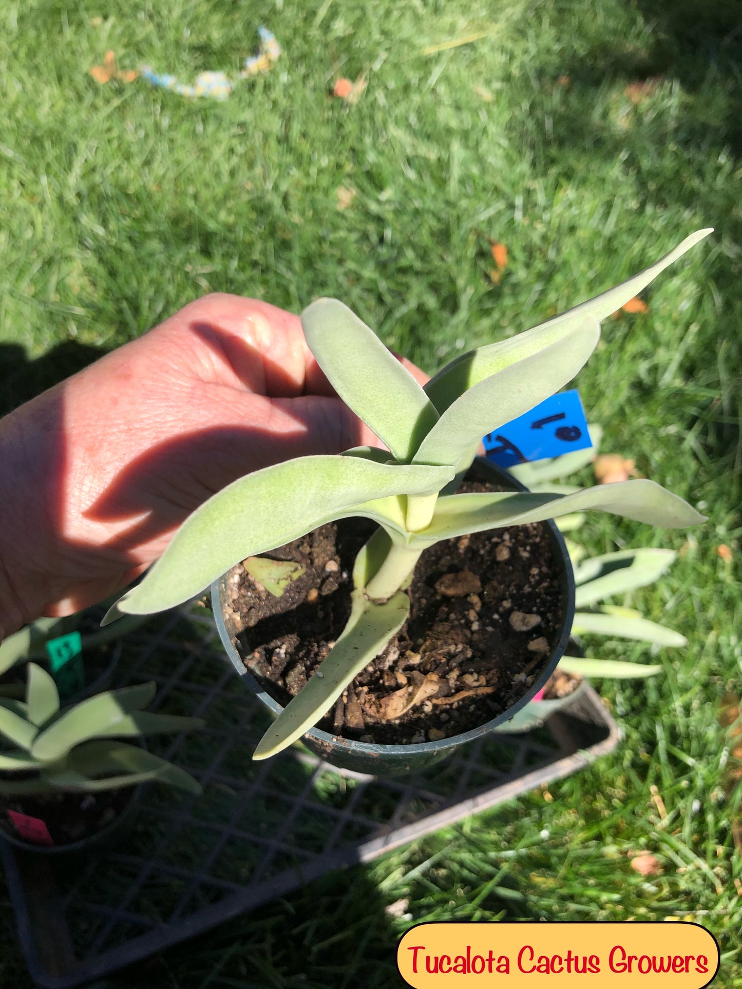 Crassula falcata Airplane Plant  5"Tall 5"Wide #10B