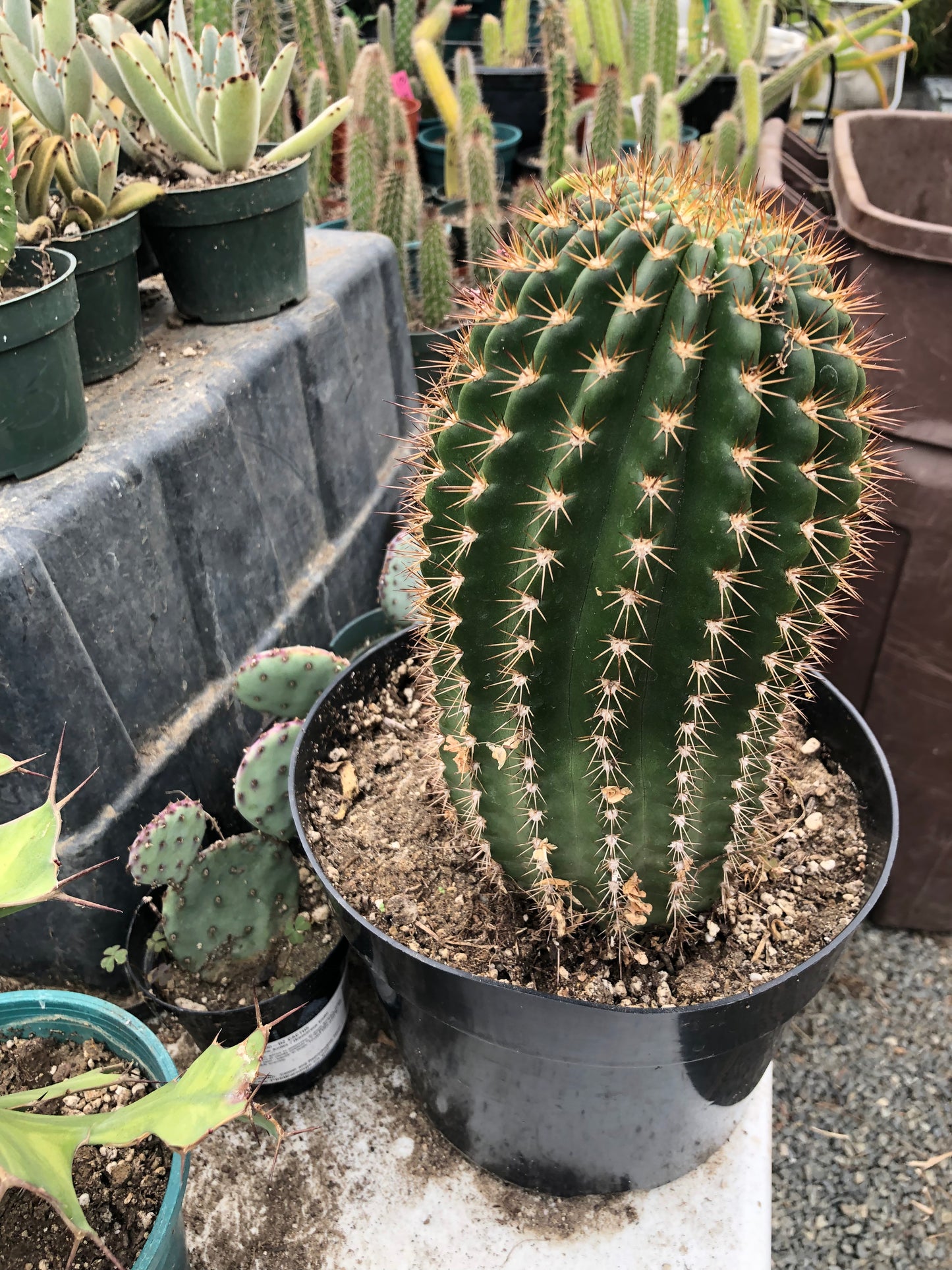 Trichocereus grandiflorus Torch 6" T 4.5"W #16Y