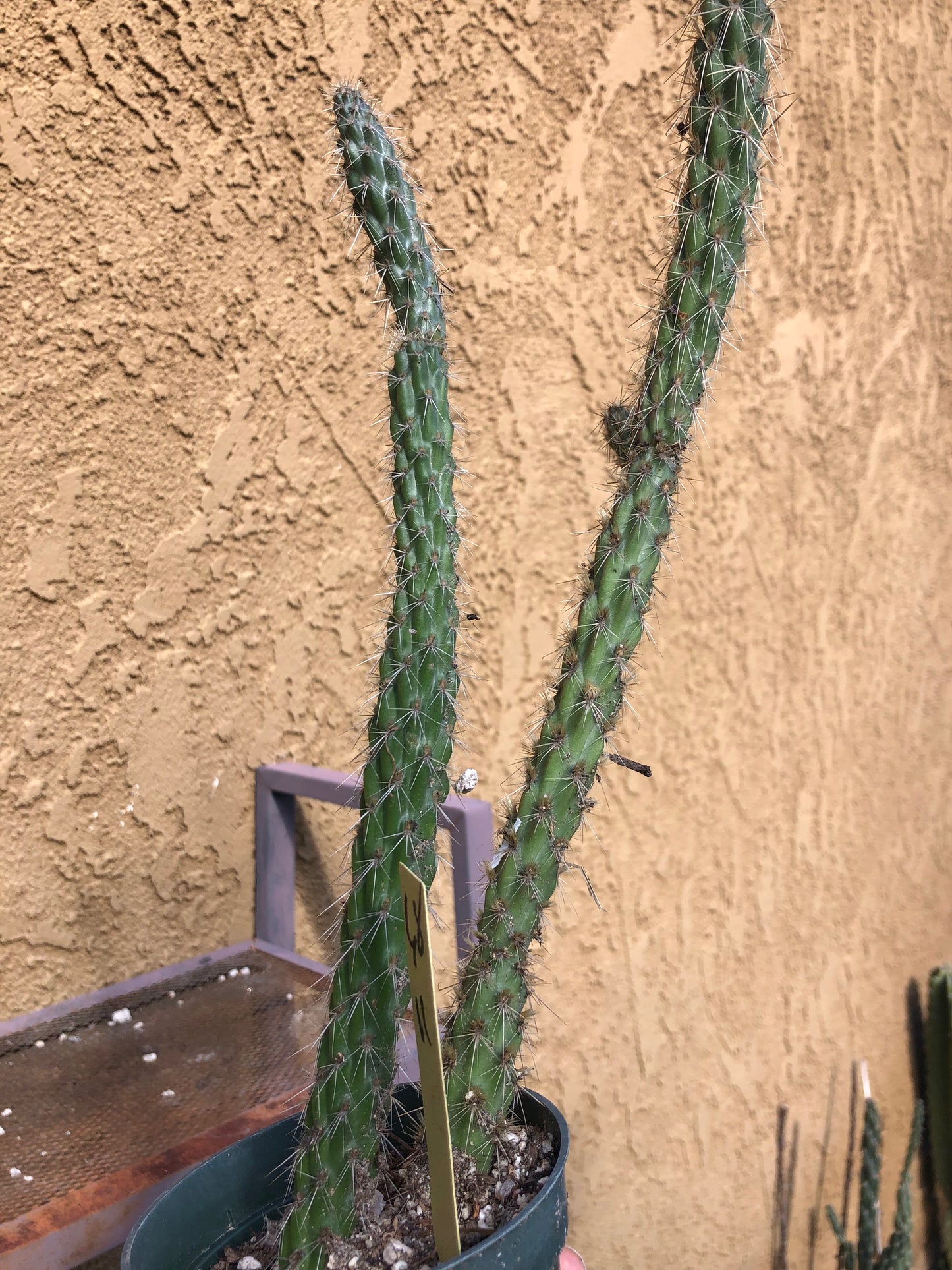 Cylindropuntia imbricata Buckhorn Cholla 11”Tall #68Y