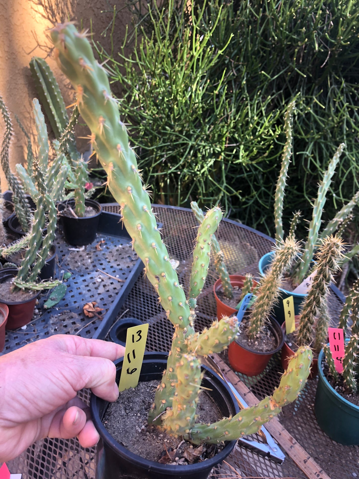 Cylindropuntia imbricata Buckhorn Cholla 11”T #13Y