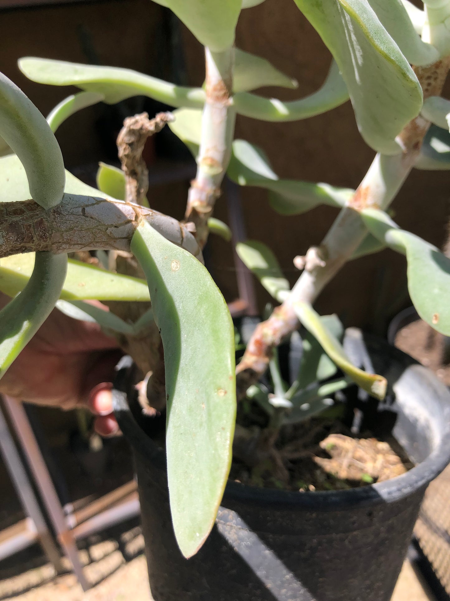 Cotyledon Silver Waves 16"Tall #160B