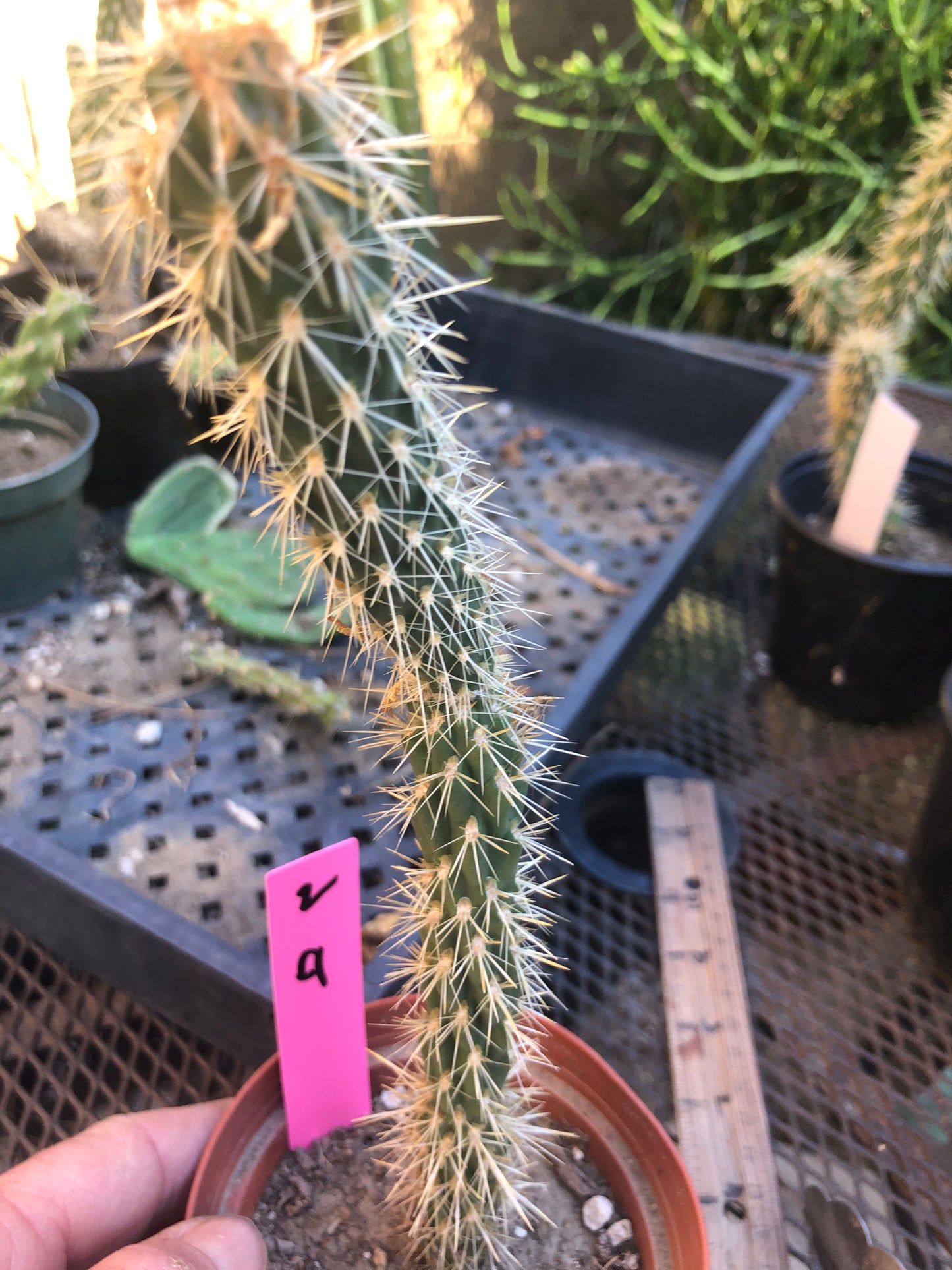 Cholla Cylindropuntia Buckhorn Cactus 9”Tall #2P