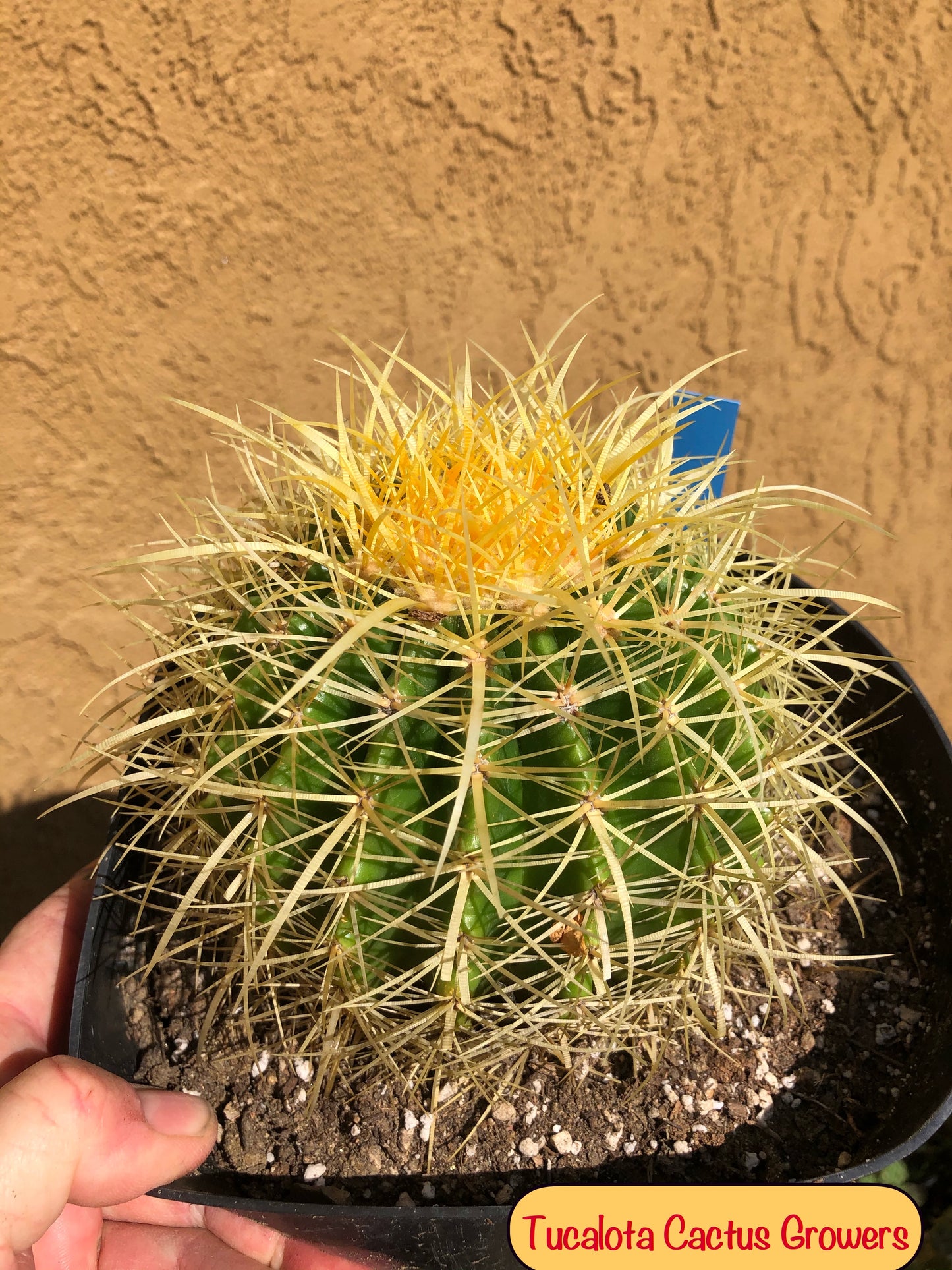 Echinocactus grusonii Golden Barrel 5"Wide #2B