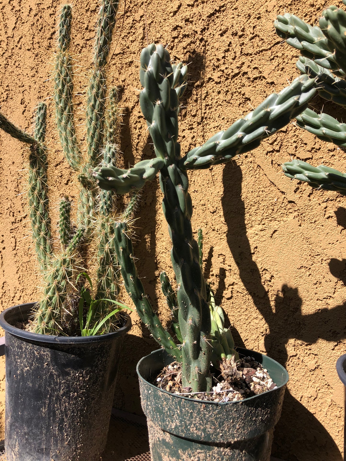 Cylindropuntia imbricata Buckhorn Cholla 16”Tall #5