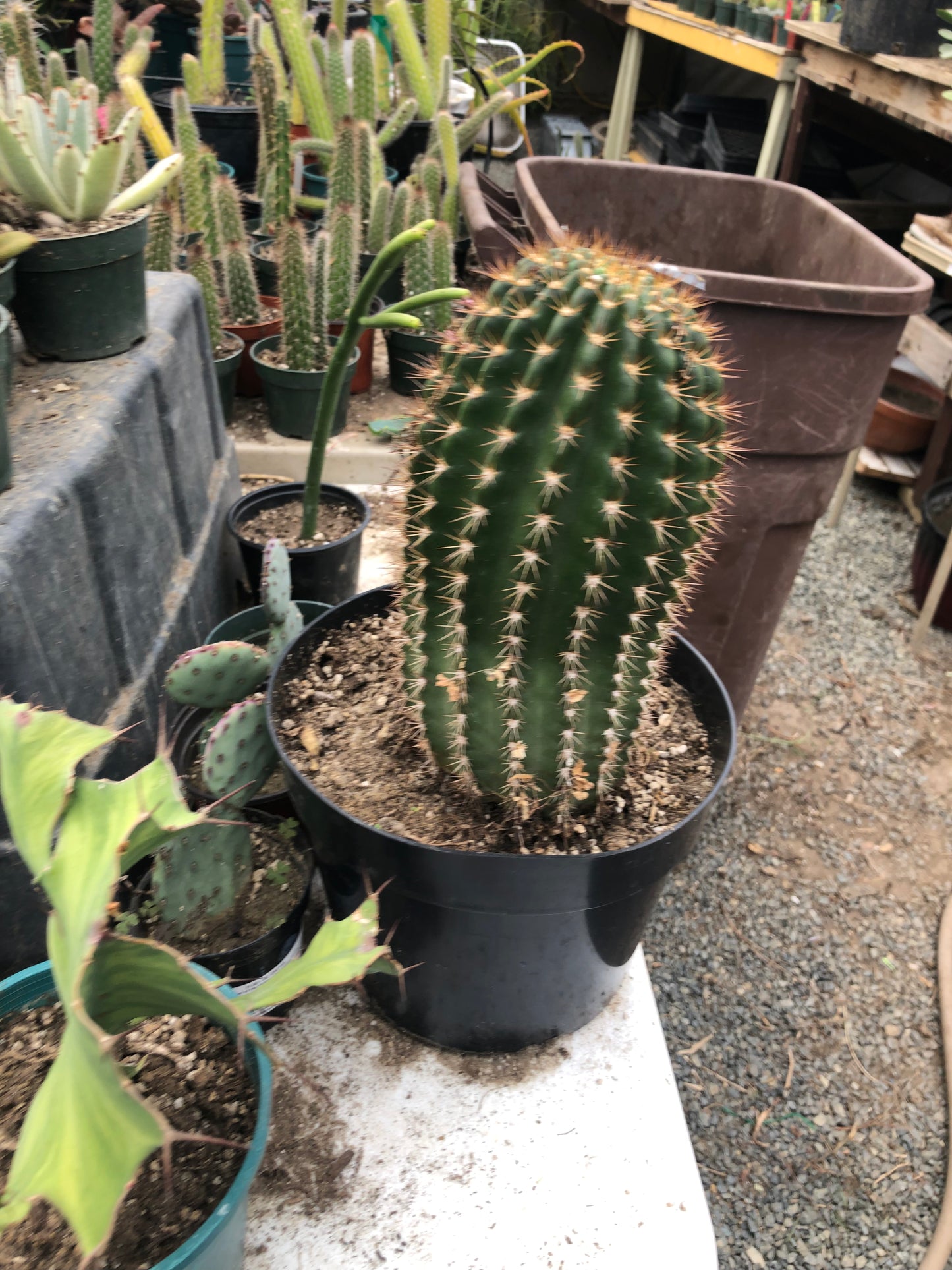 Trichocereus grandiflorus Torch 6" T 4.5"W #16Y