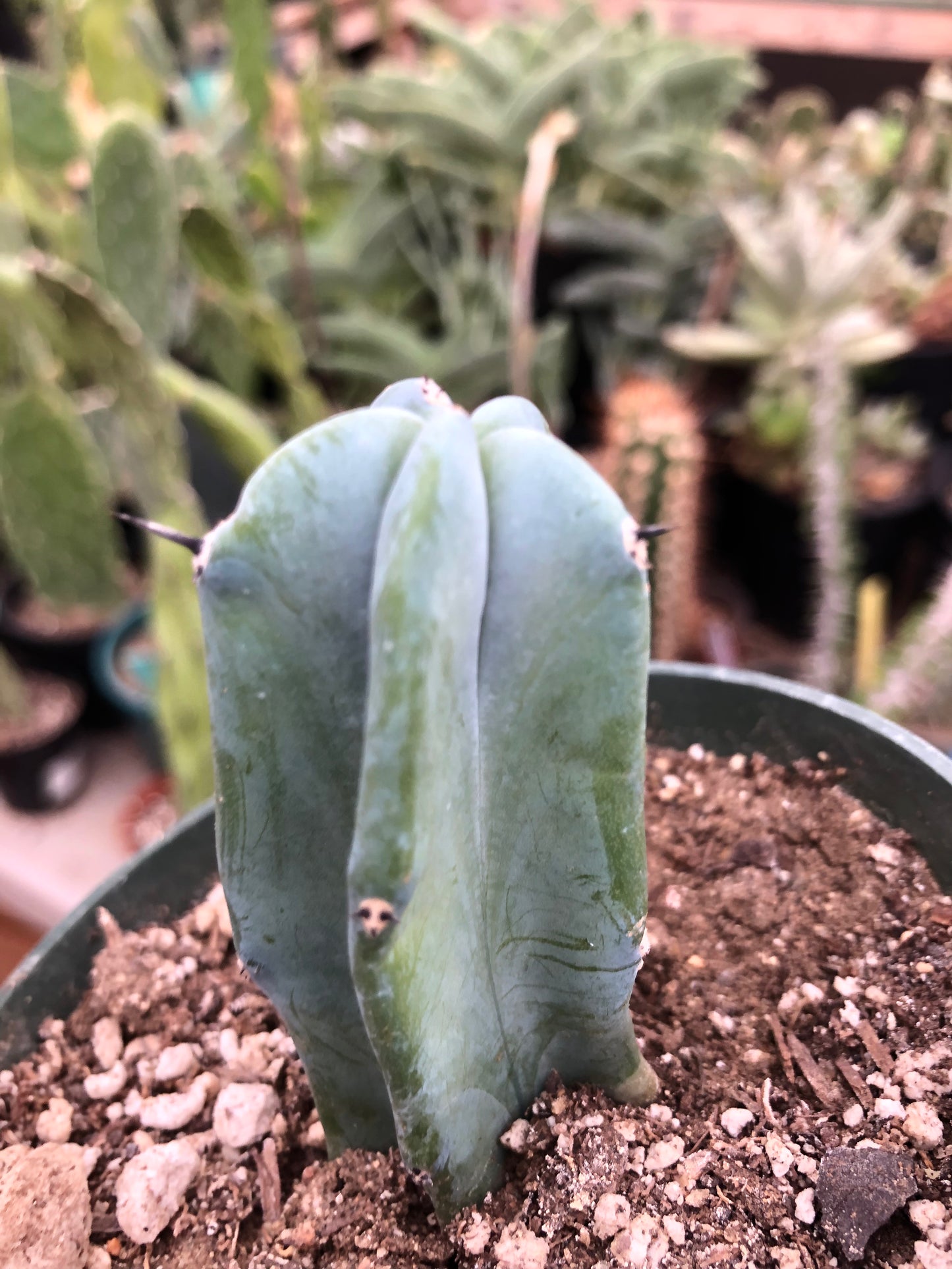 Myrtillocactus geometrizans Blue Myrtle Cactus 3”Tall #2P