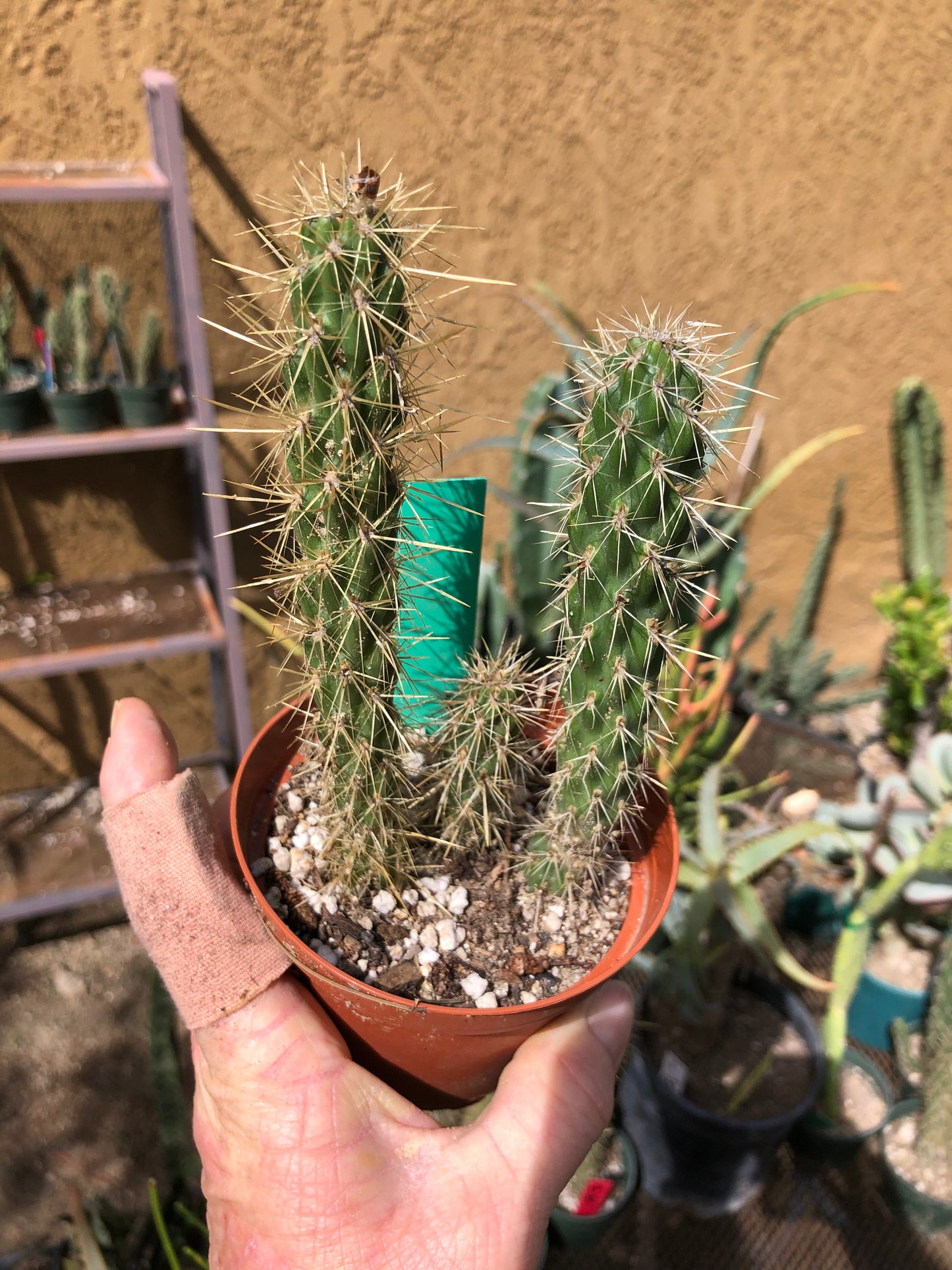 Cylindropuntia imbricata Buckhorn Cholla 6”Tall #1G