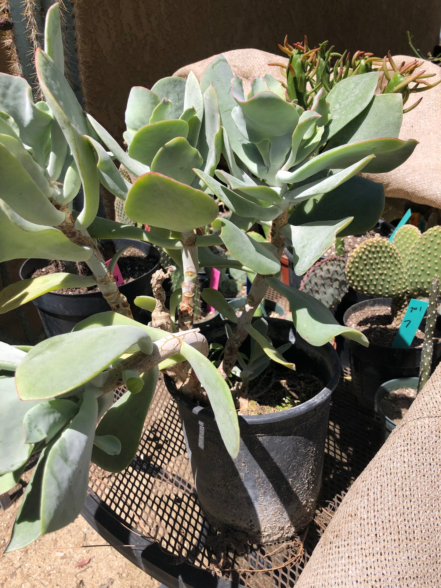 Cotyledon Silver Waves 16"Tall #160B