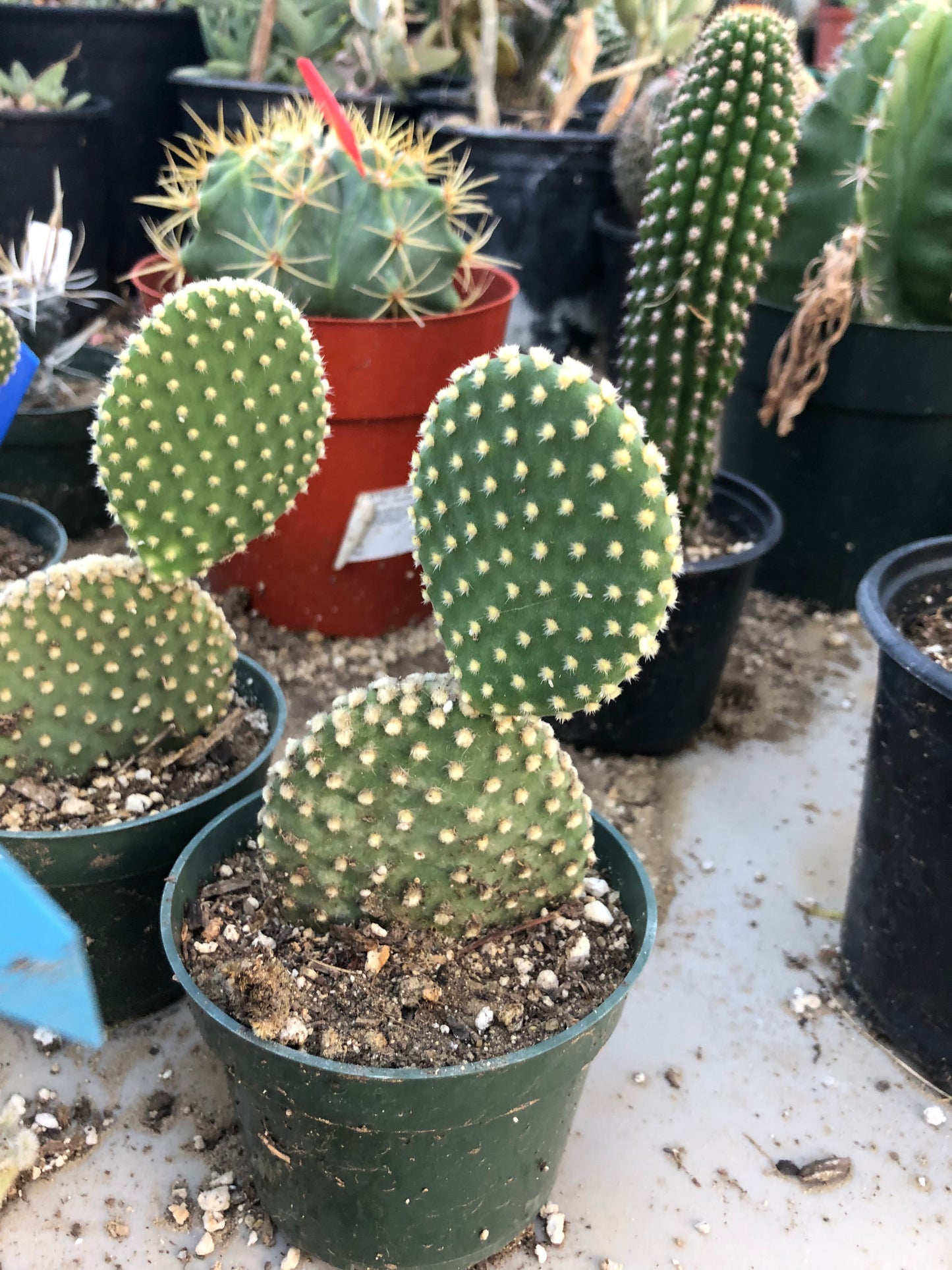 Opuntia microdasys Off White Bunny 5"Tall #51B
