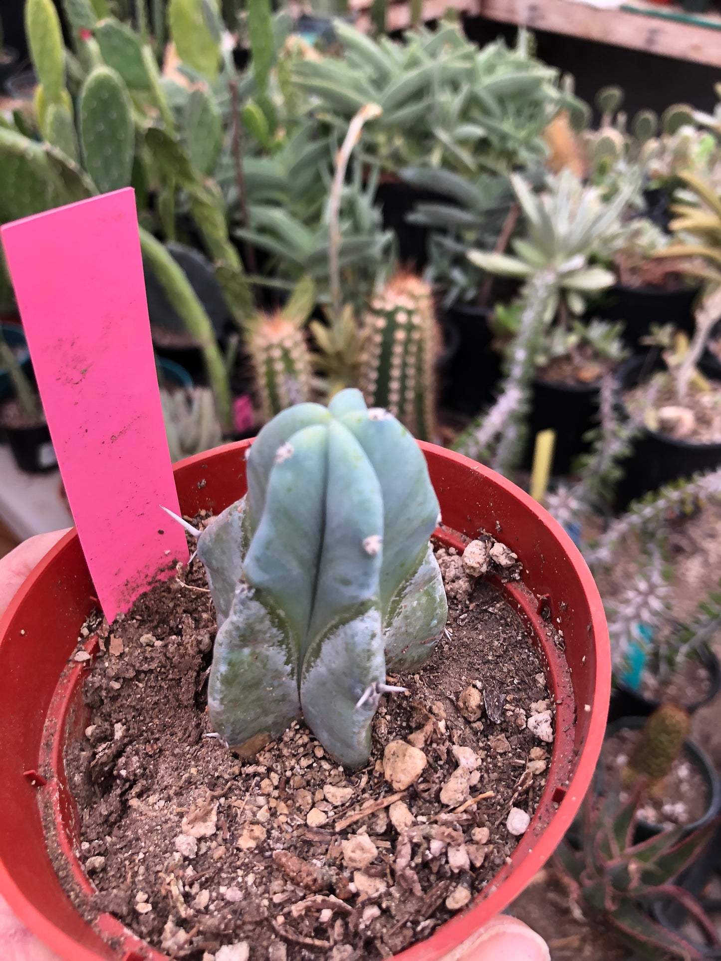 Myrtillocactus geometrizans Blue Myrtle Cactus 2.5”Tall #1P