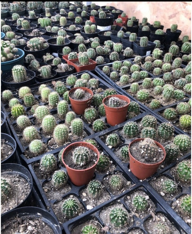 Echinopsis oxygona Yellow Easter Lily 1"Rooted Pup