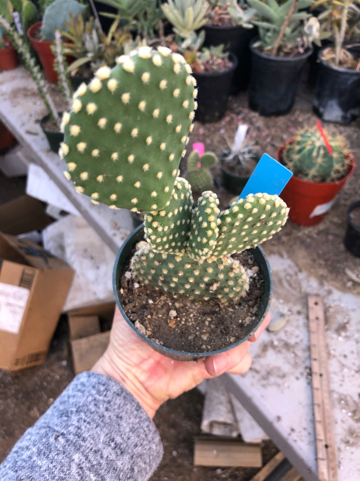 Opuntia microdasys Off White Bunny 6.5"Tall #65B
