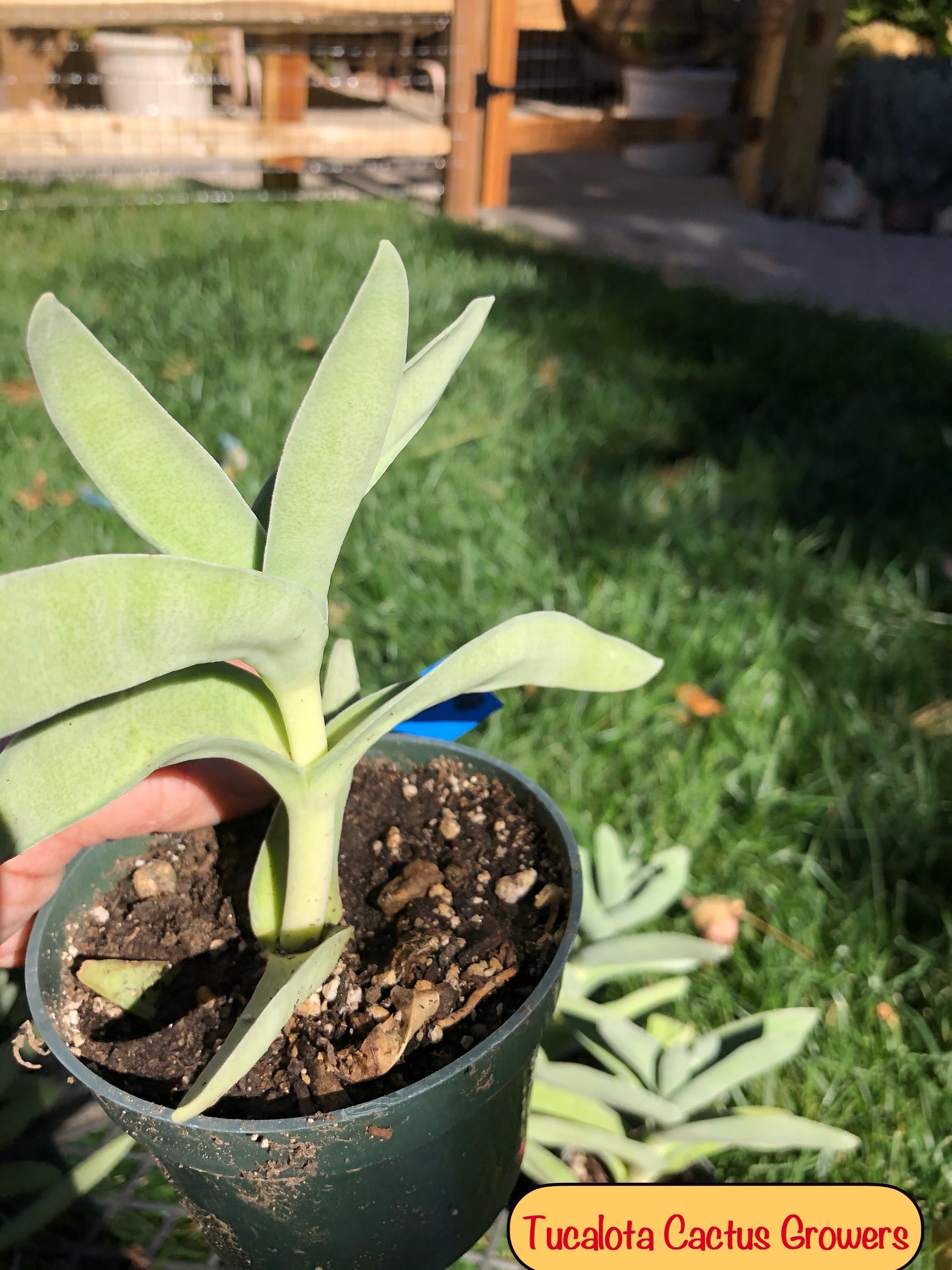 Crassula falcata Airplane Plant  5"Tall 5"Wide #10B