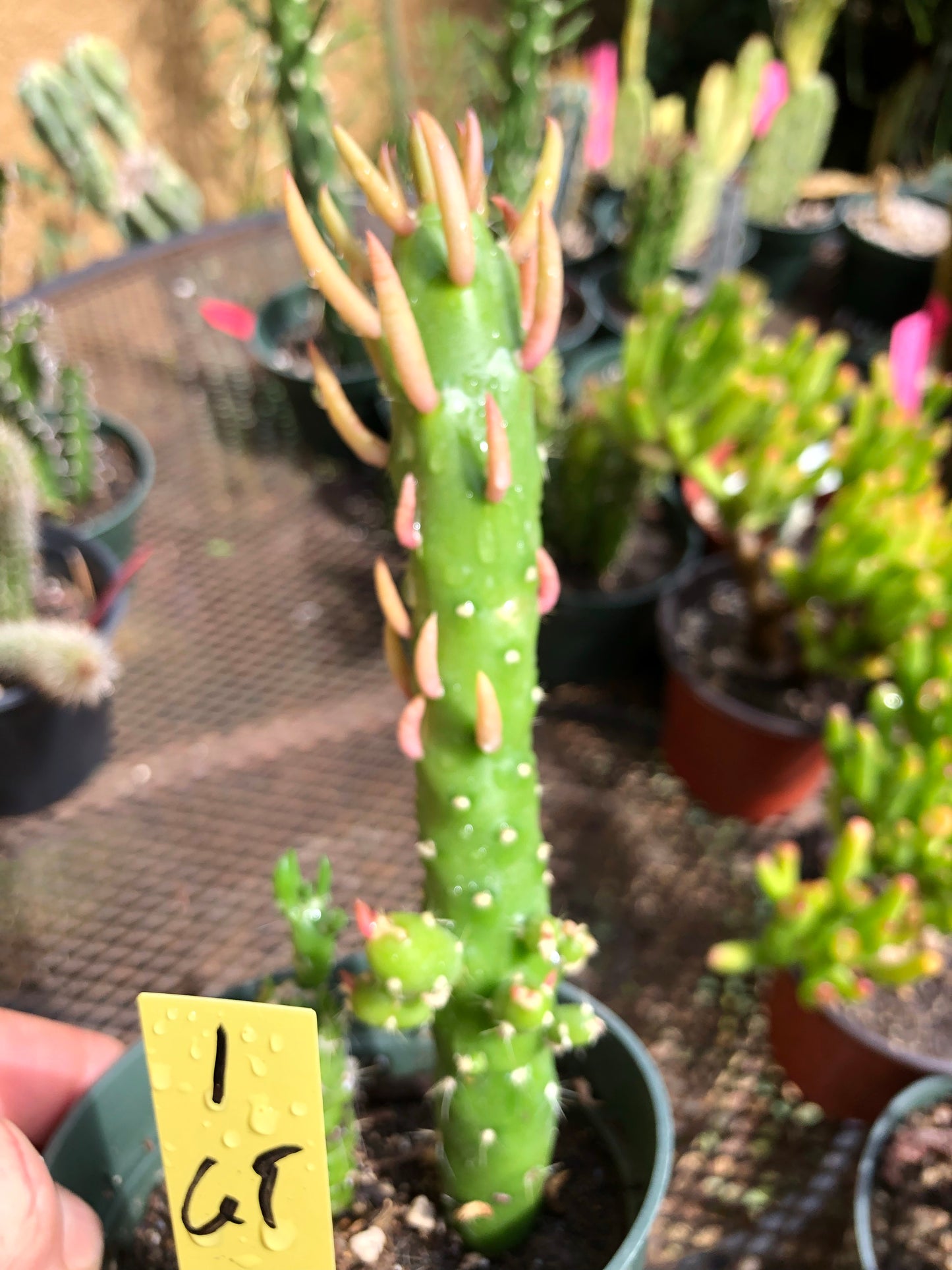 Austrocylindropuntia Mini Eve's Needle 6"T #1Y