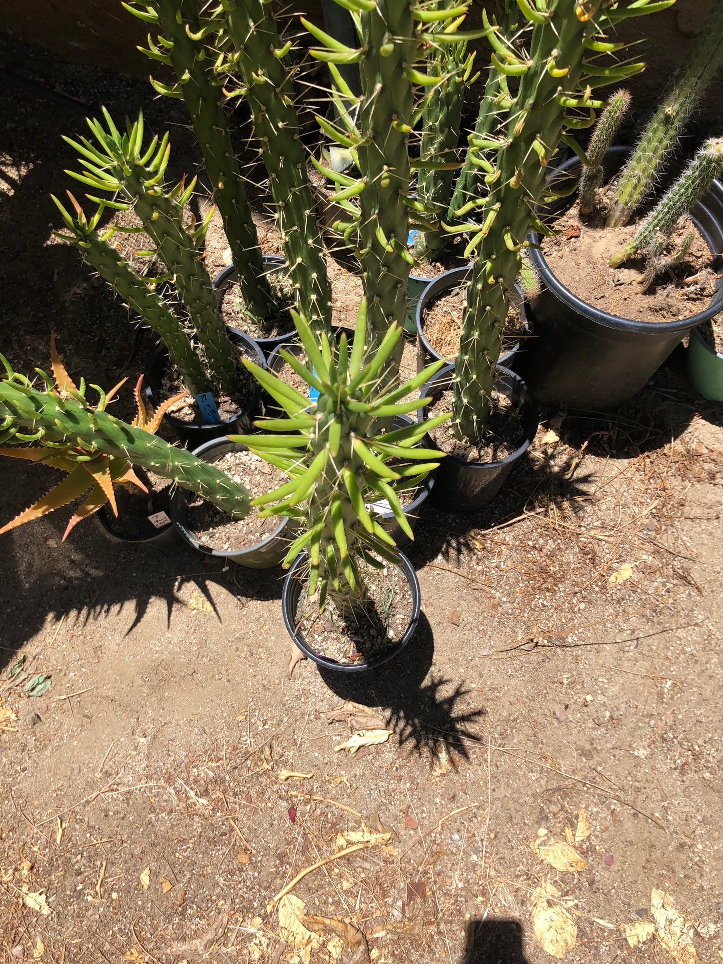 Austrocylindropuntia Full Size Eve's Needle 26"Tall #26P