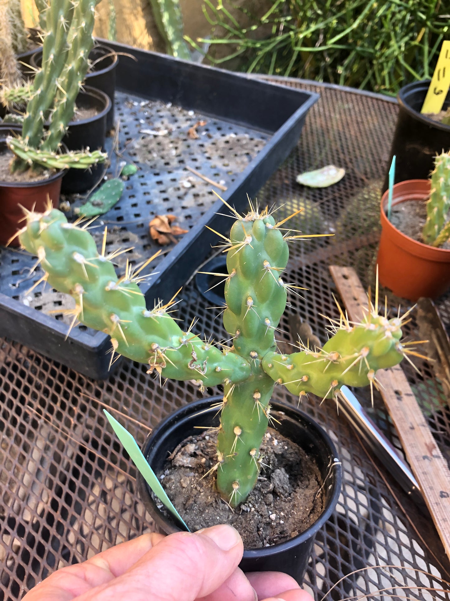 Cylindropuntia imbricata Buckhorn Cholla 5”Tall #5G