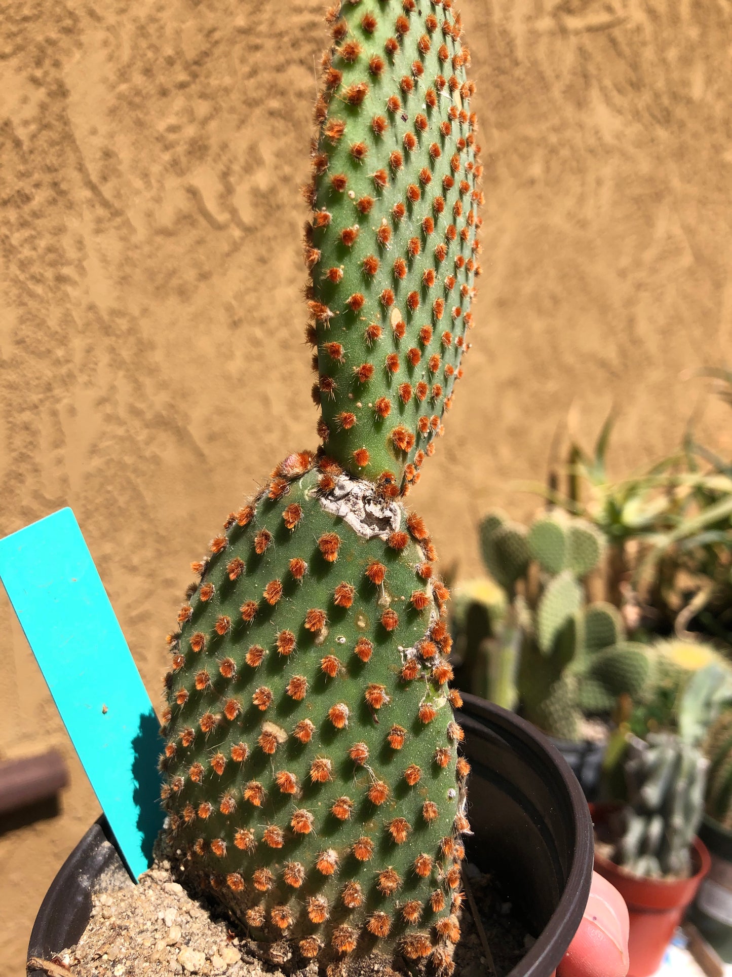 Opuntia microdasys Cinnamon 7"T #23G