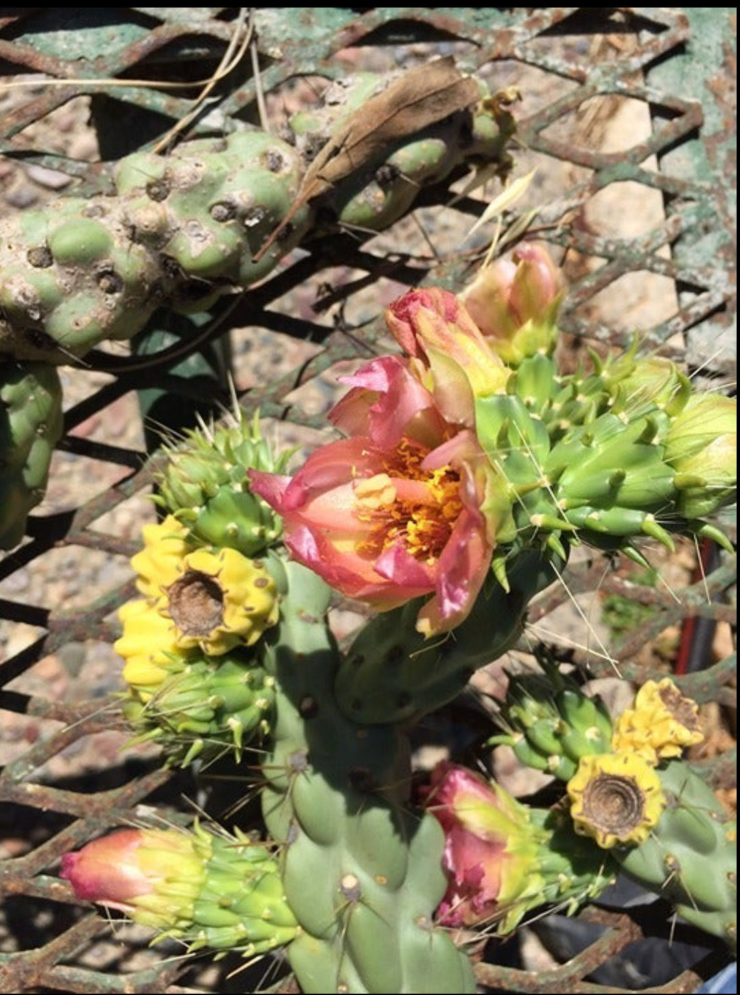 Cylindropuntia imbricata Buckhorn Cholla 5”Tall #60P