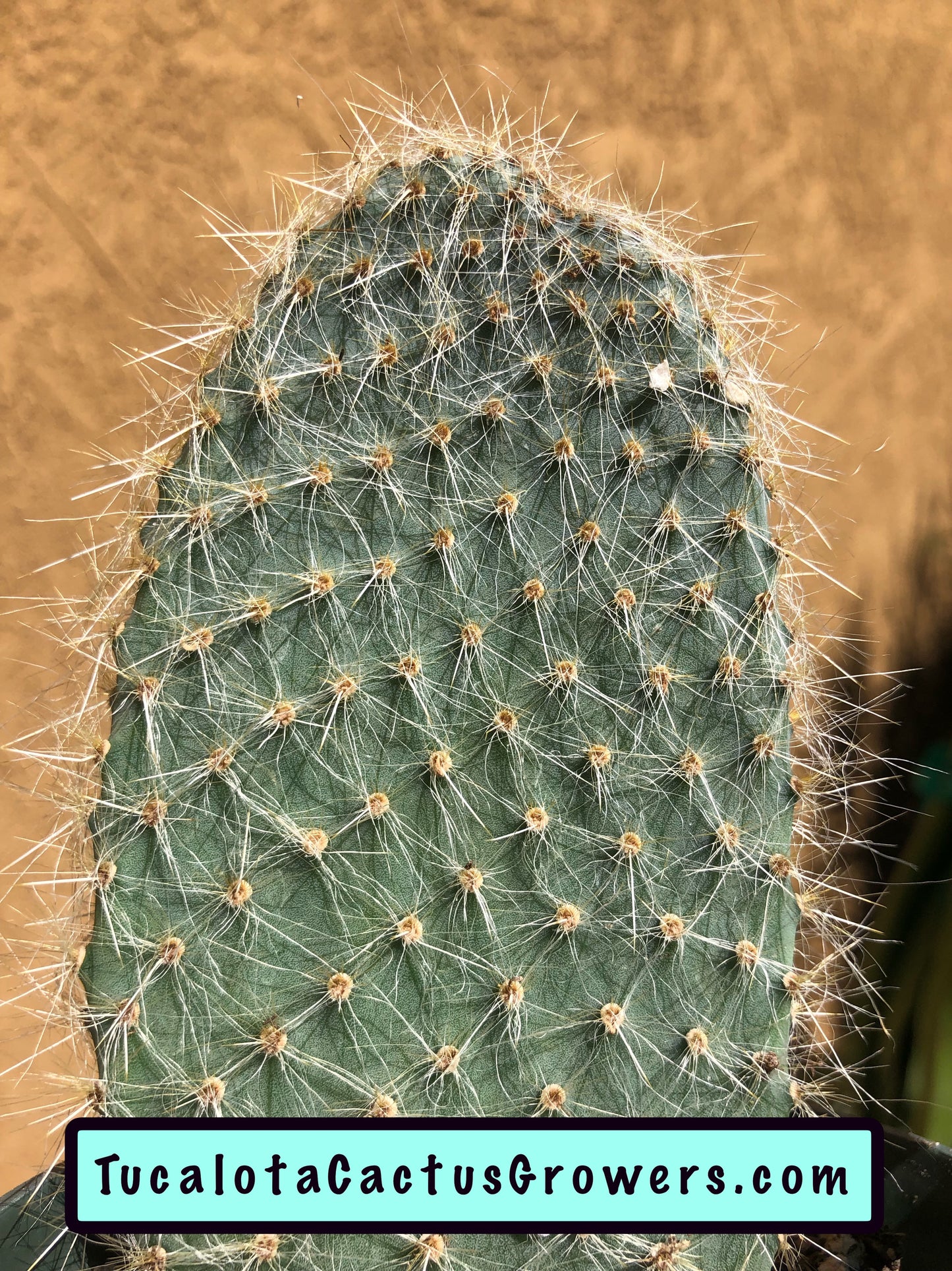 Opuntia pilifera (Cocoche loco)4.5"T 3"W #1G