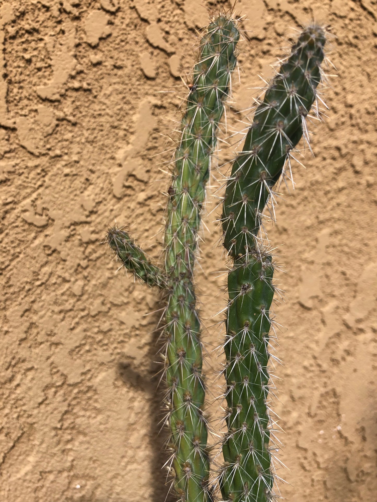 Cylindropuntia imbricata Buckhorn Cholla 11”Tall #68Y