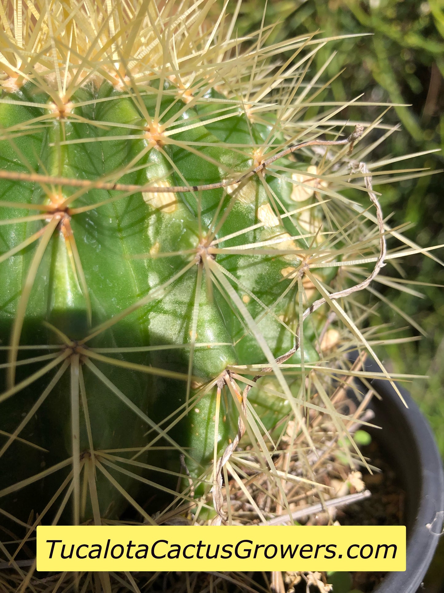 Echinocactus grusonii Golden Barrel 5"Wide #7G
