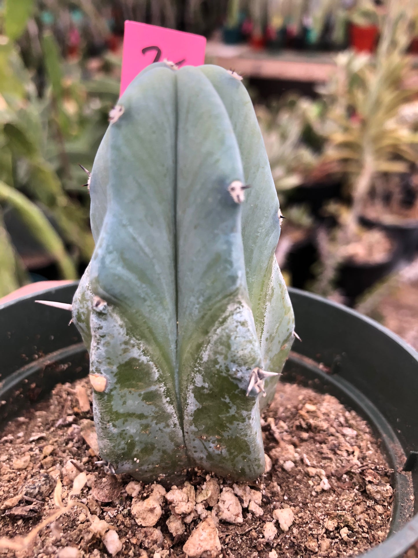 Myrtillocactus geometrizans Blue Myrtle Cactus 3”Tall #2P