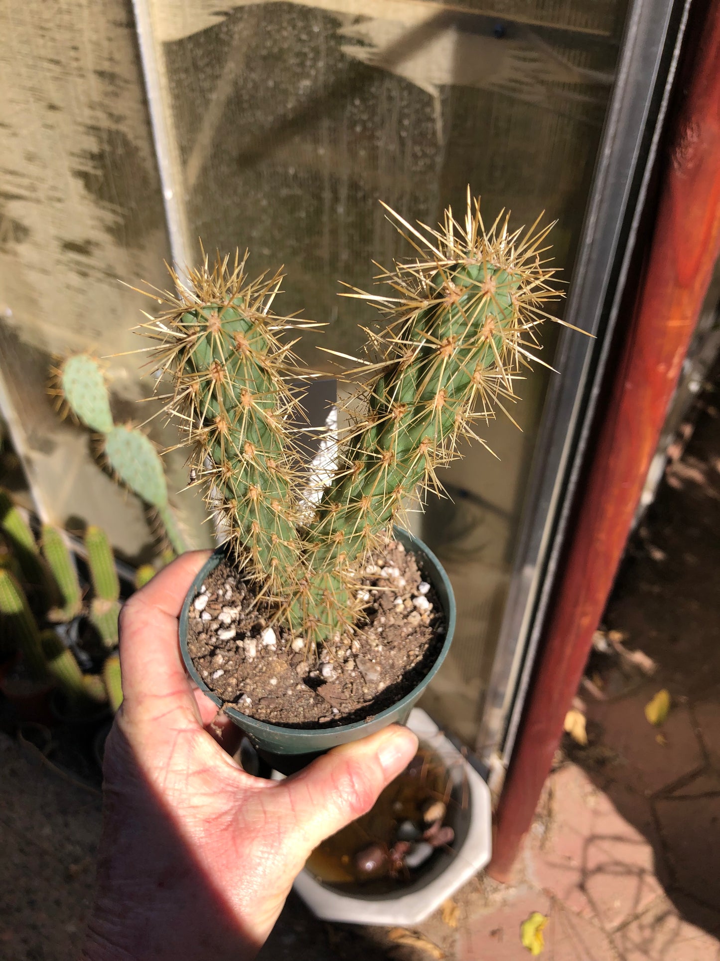 Cholla Cylindropuntia  Buckhorn 6”T #6W