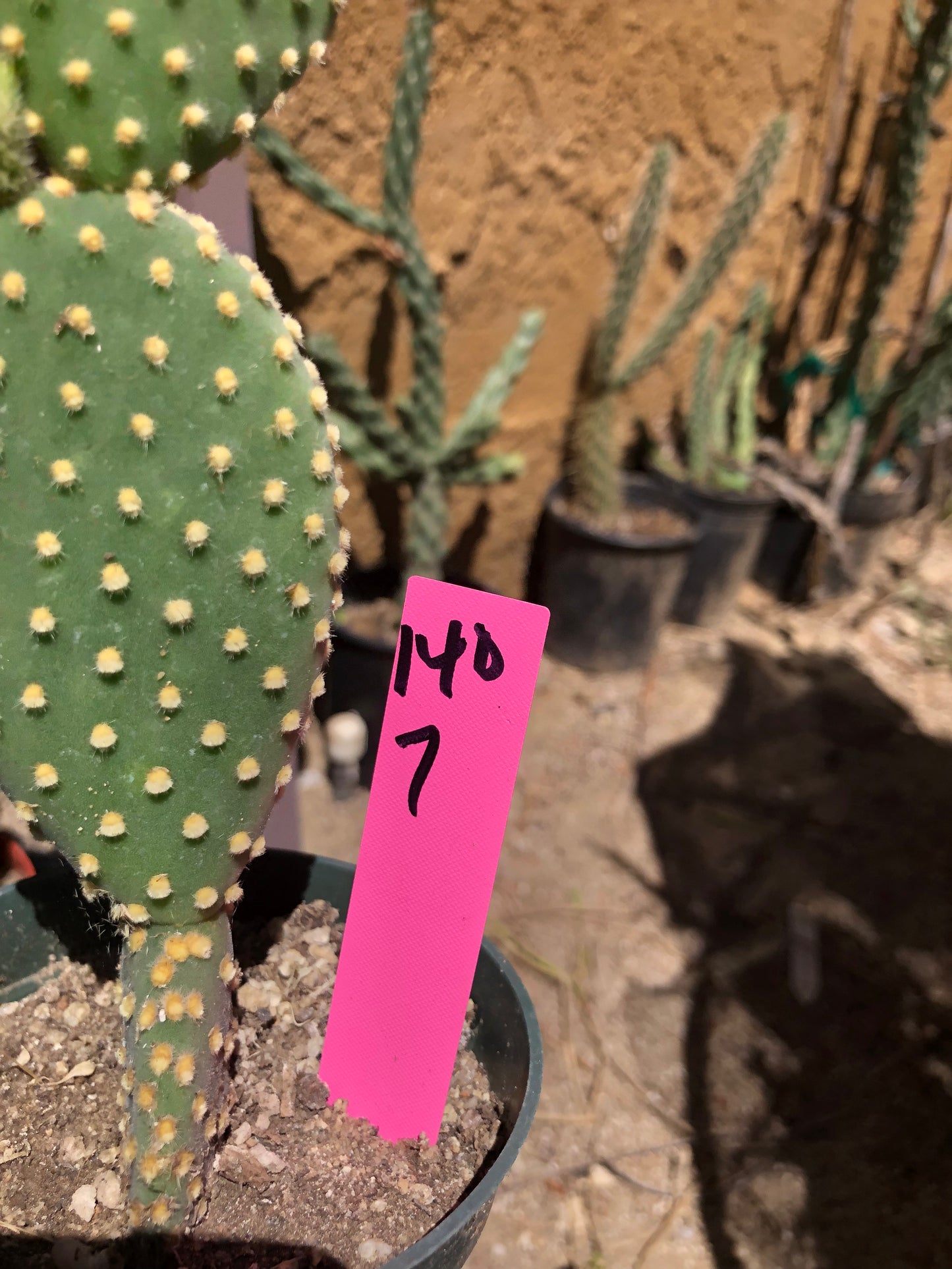 Opuntia microdasys Off White Bunny 7"Tall #140P