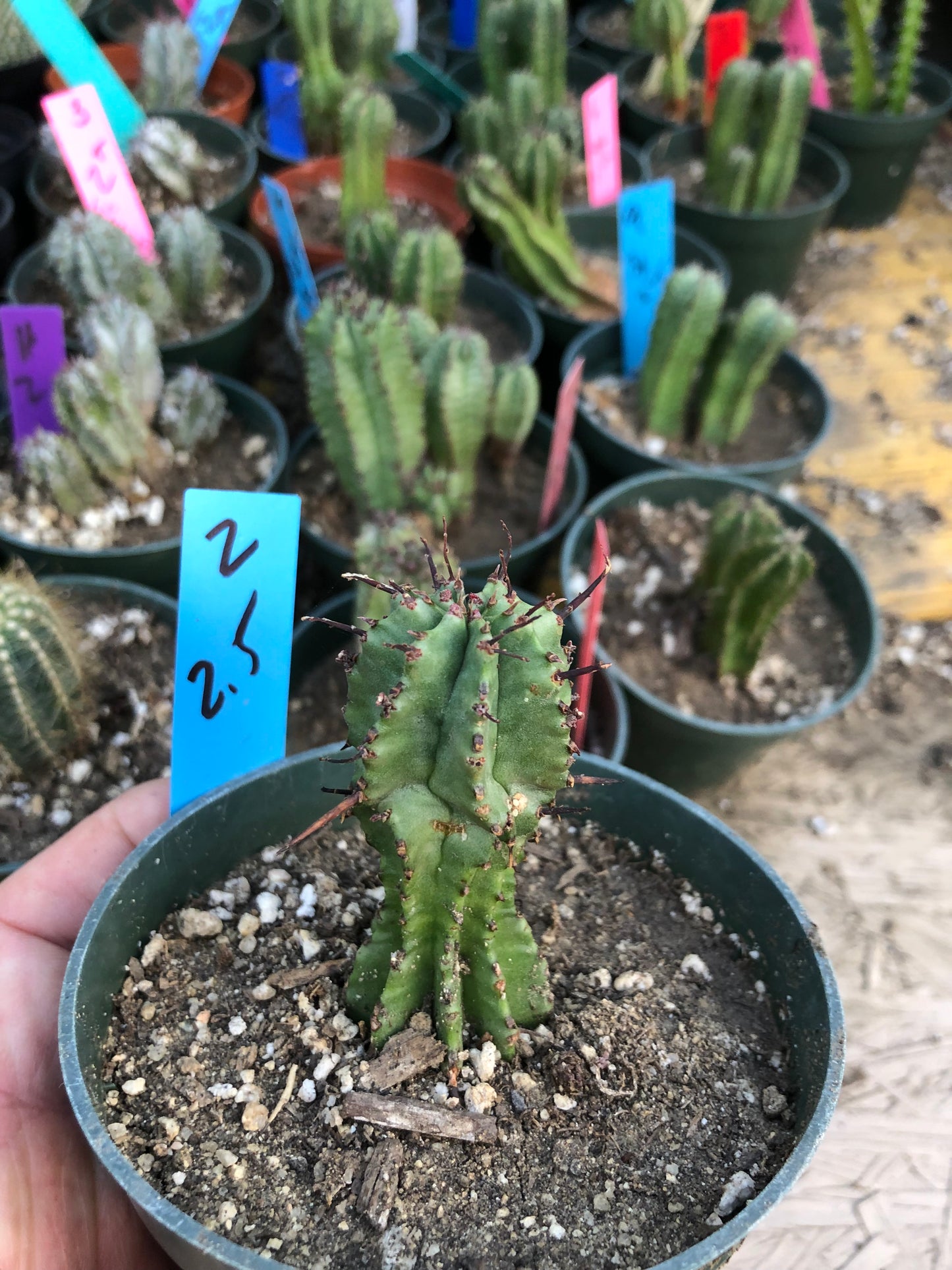 Euphorbia anoplia Green Tanzanian Zipper 2.5"Tall  #2B