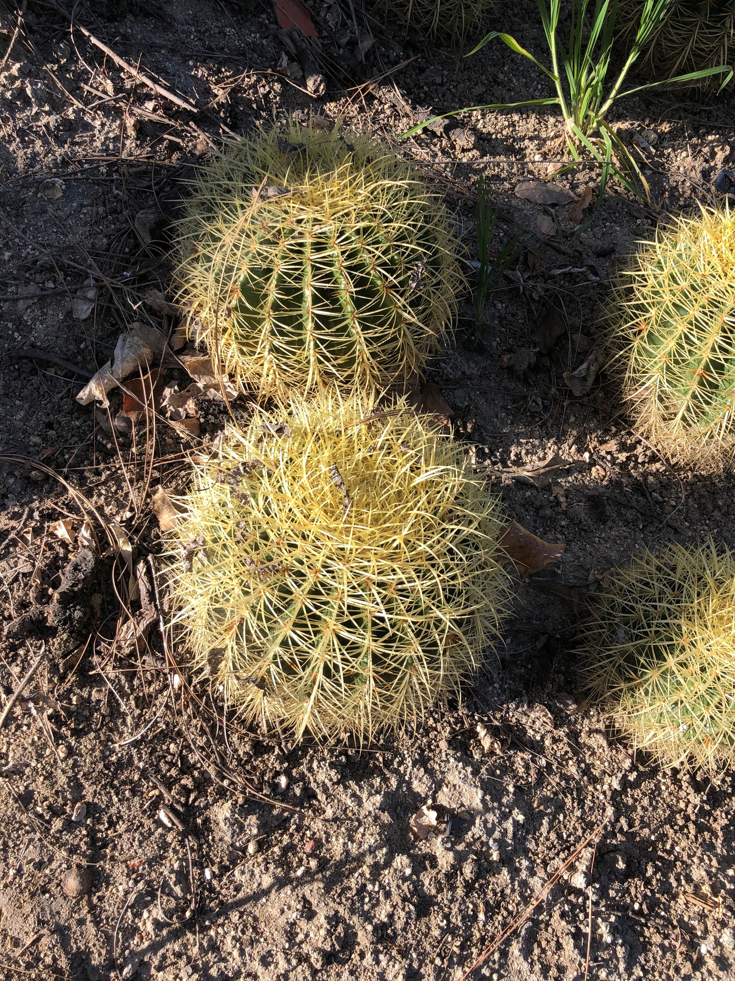 Echinocactus grusonii Golden Barrel 10"W