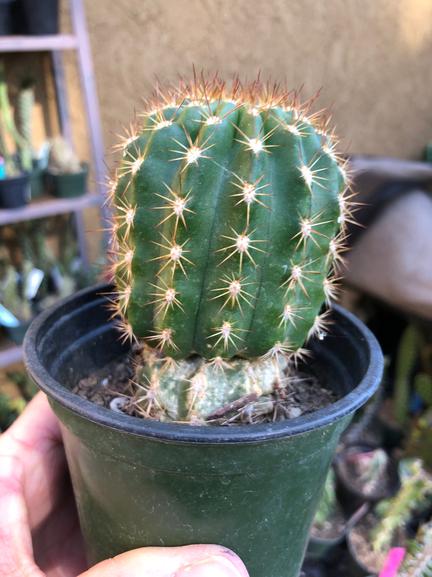 Trichocereus grandiflorus Torch 4"T #4G