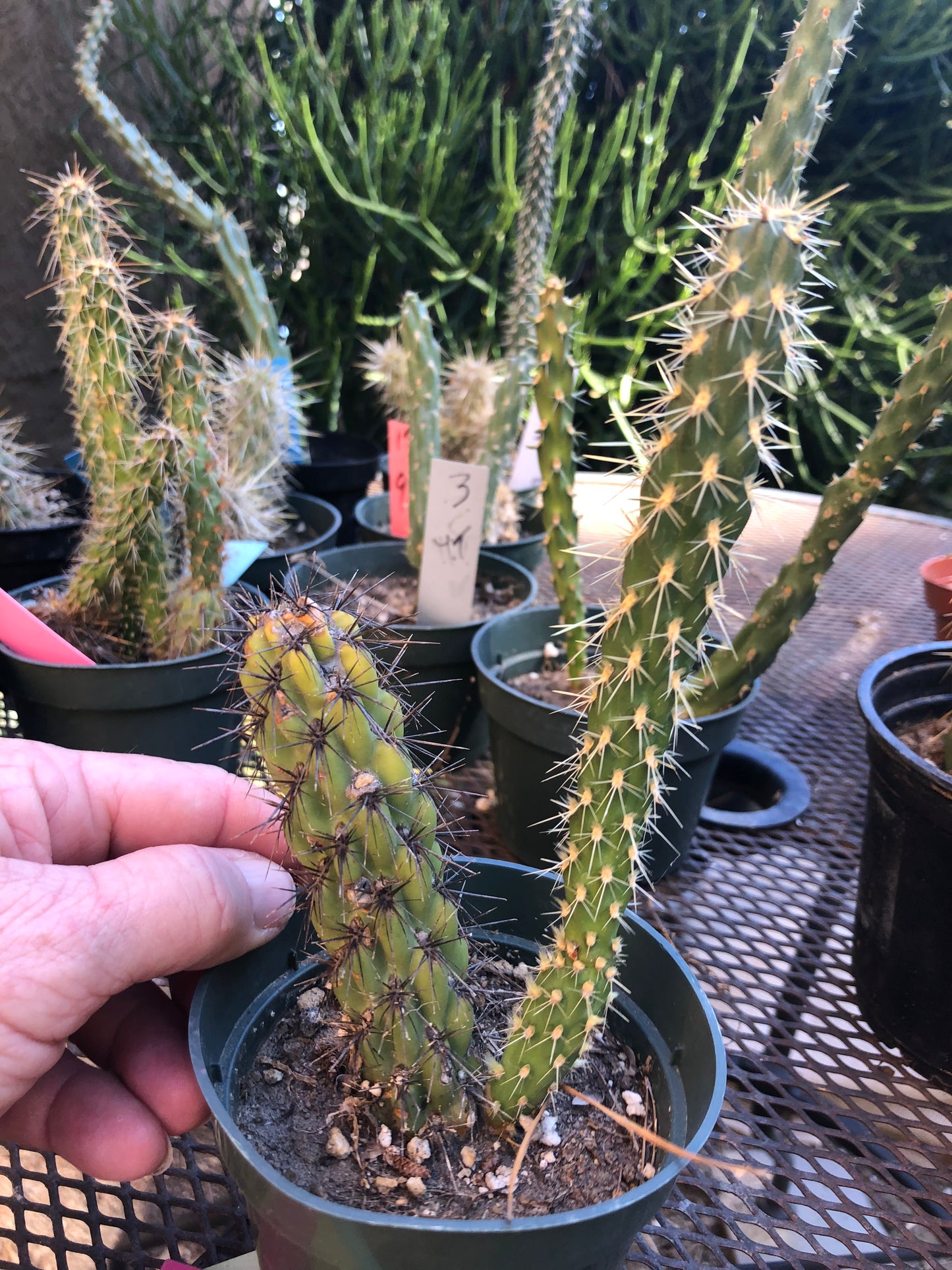 Cylindropuntia imbricata Buckhorn Cholla 7”Tall #7P
