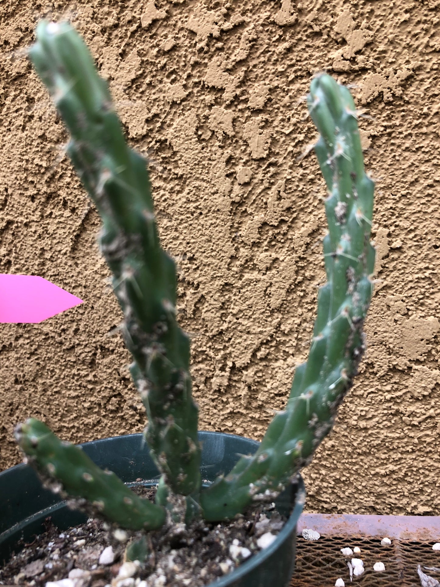 Cylindropuntia imbricata Buckhorn Cholla 5”Tall #60P