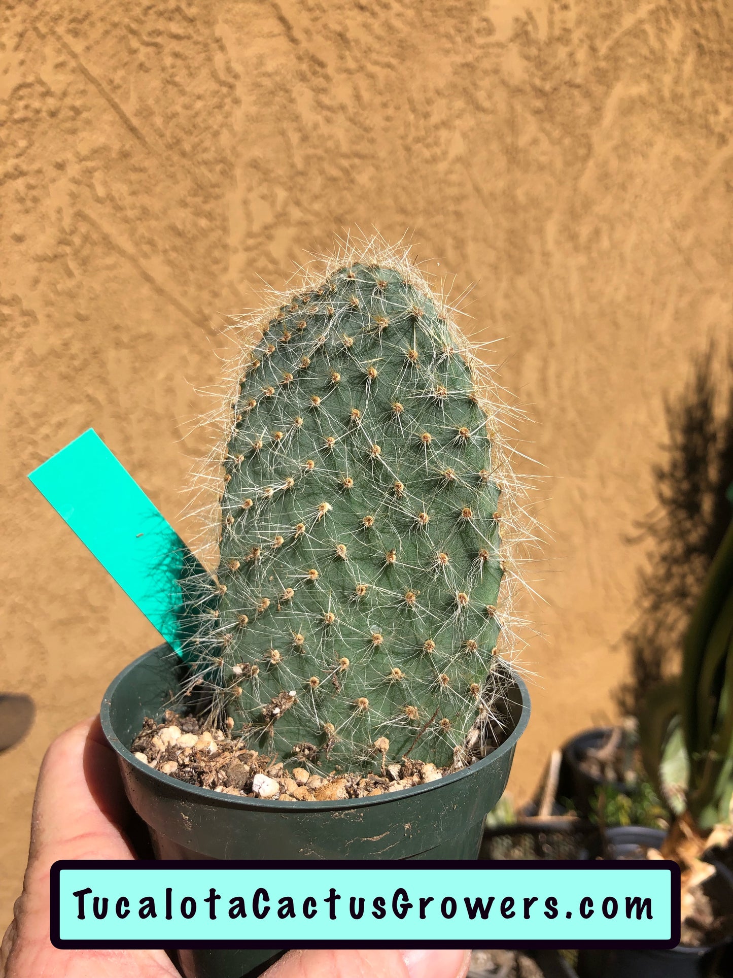 Opuntia pilifera (Cocoche loco)4.5"T 3"W #1G