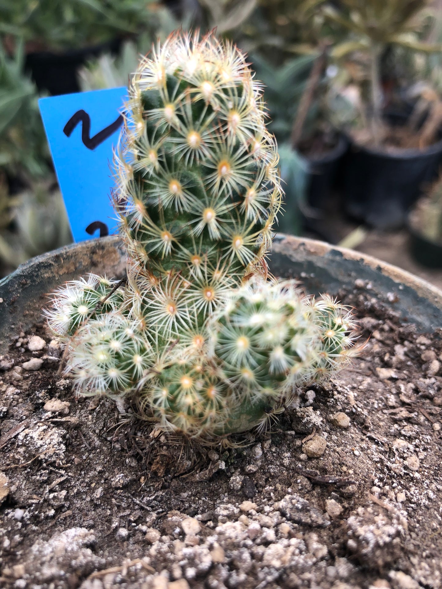 Mammillaria elongata Lady Finger 2.5" Tall #2B