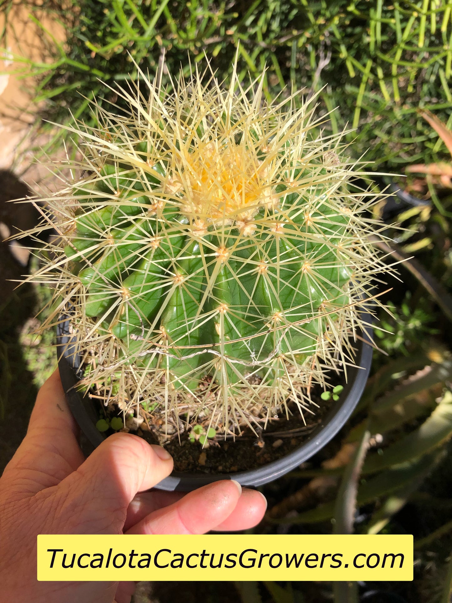 Echinocactus grusonii Golden Barrel 5"Wide #7G