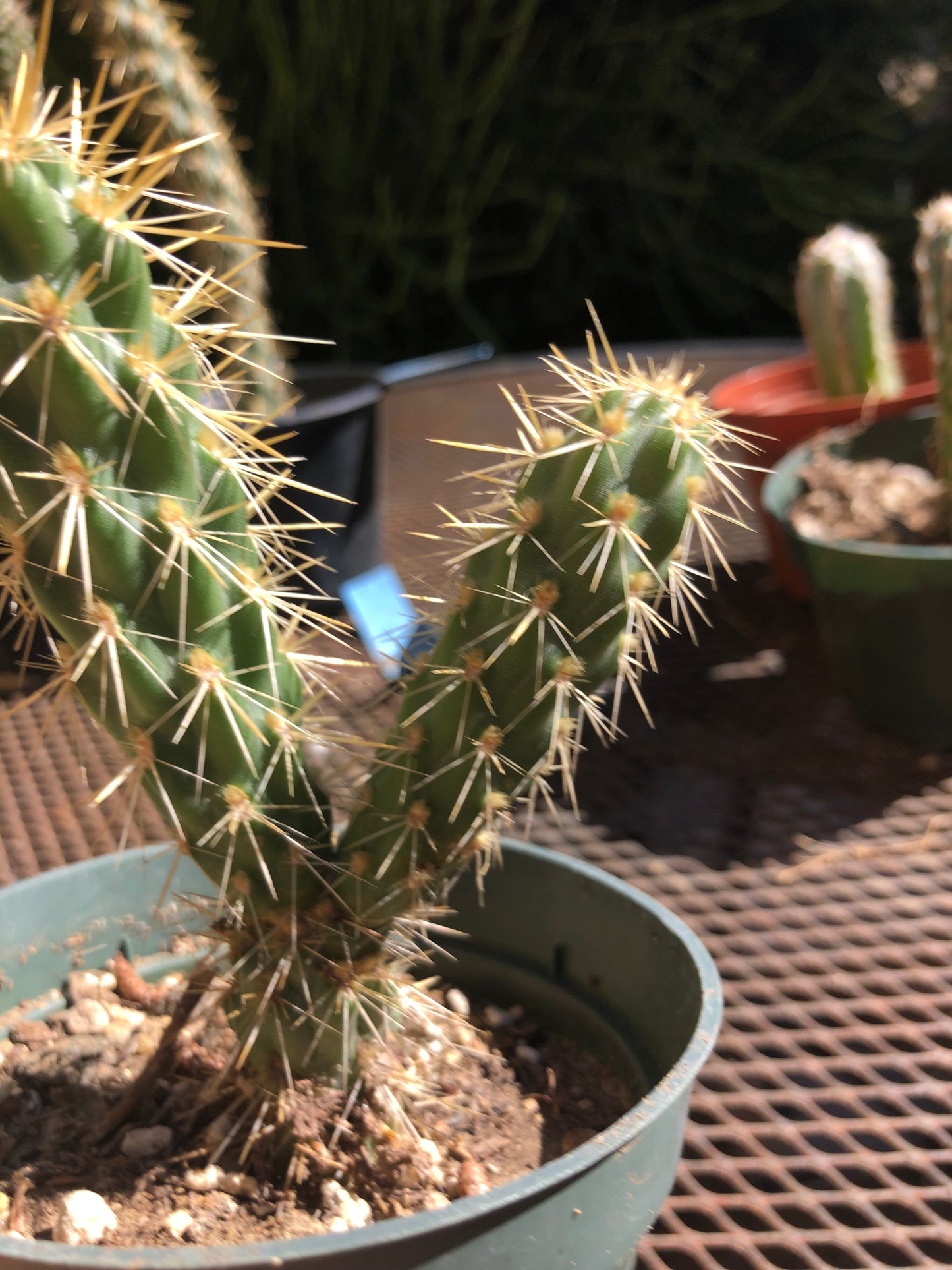 Cylindropuntia imbricata Buckhorn Cholla 4”Tall #44Y