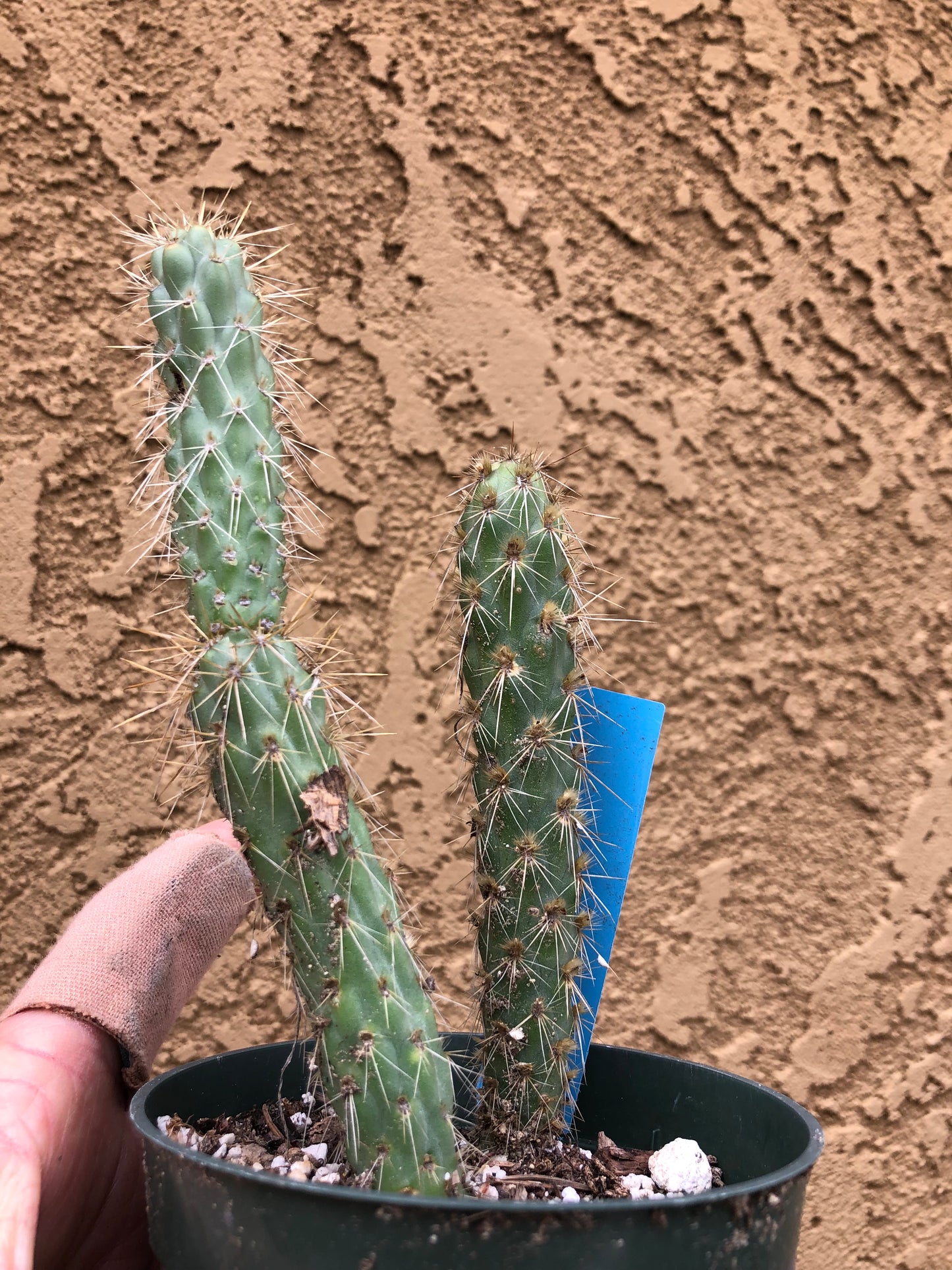 Cylindropuntia imbricata Buckhorn Cholla 6”Tall #63B