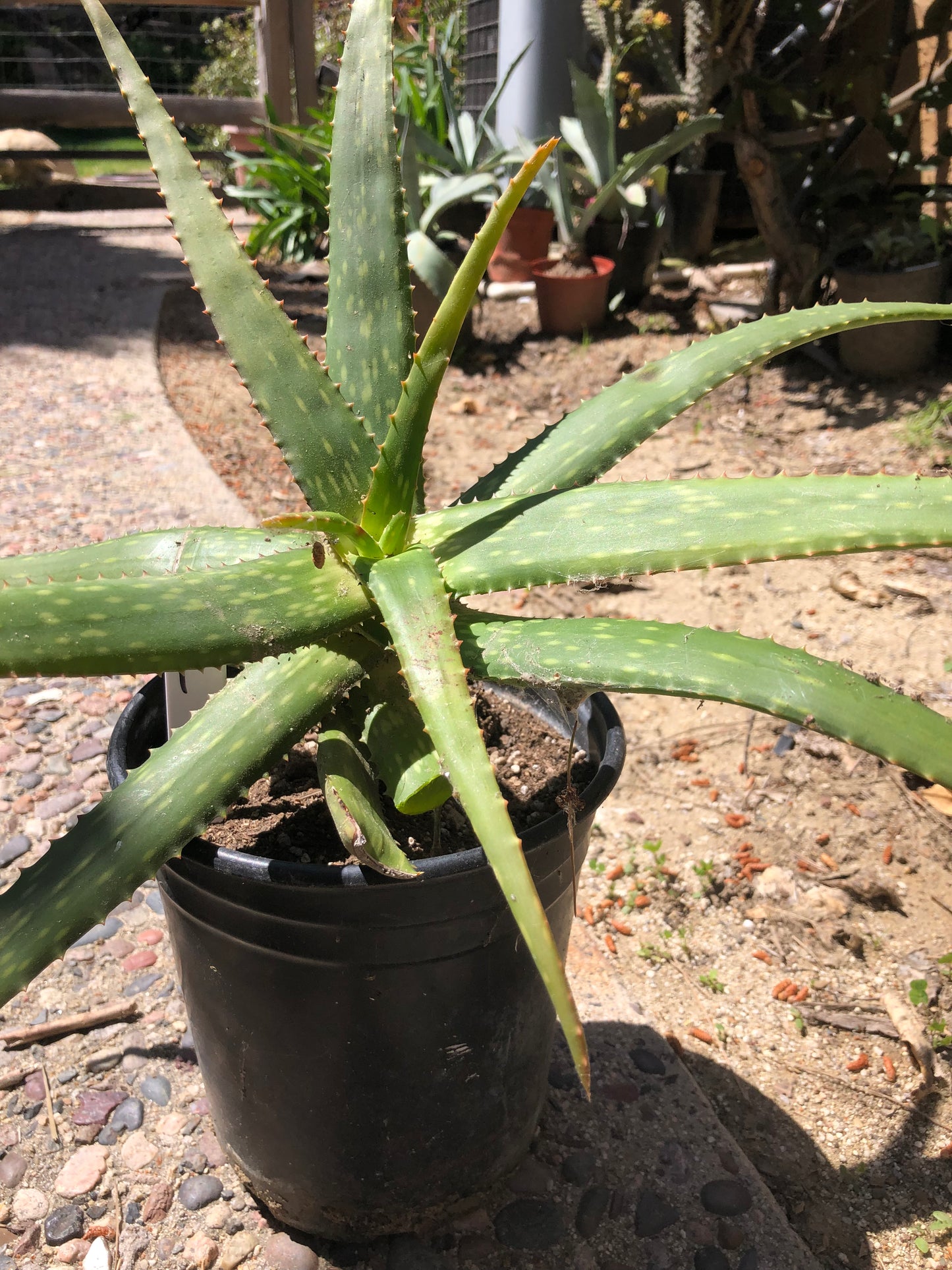 Aloe dorotheae 14" Tall 18" Wide #1W