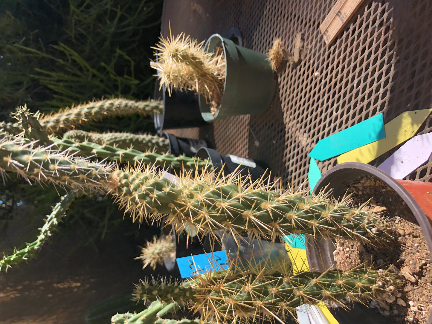 Cylindropuntia imbricata Buckhorn Cholla 10”Tall #10Y