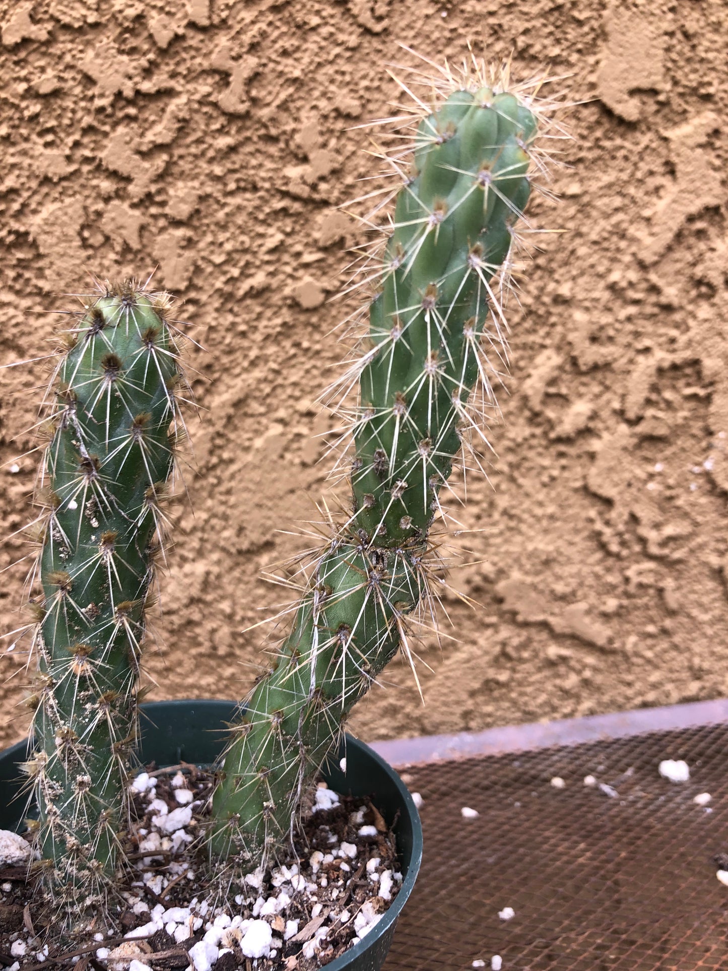 Cylindropuntia imbricata Buckhorn Cholla 6”Tall #63B