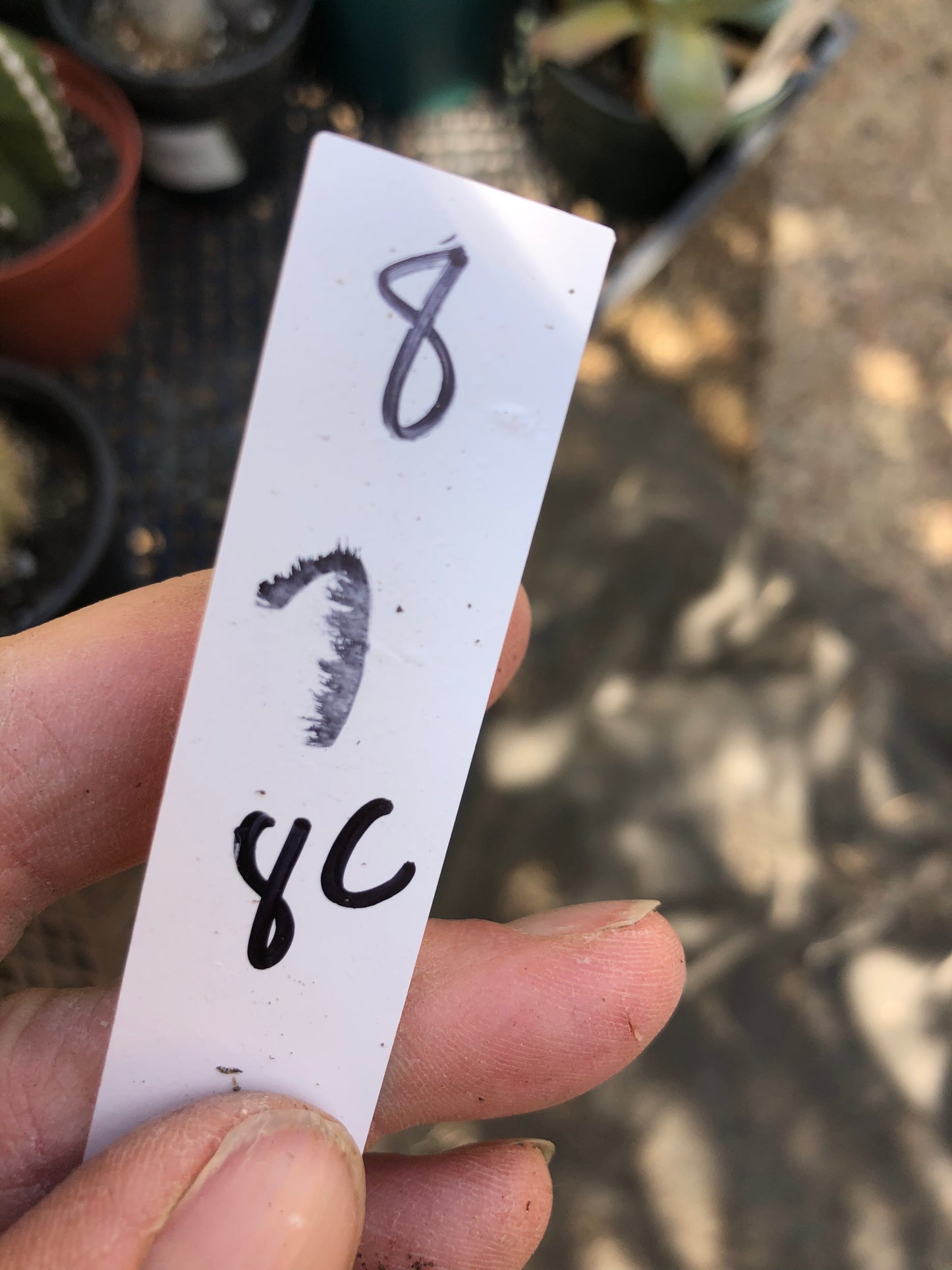 Trichocereus grandiflorus Torch Cactus 8" Tall #8W