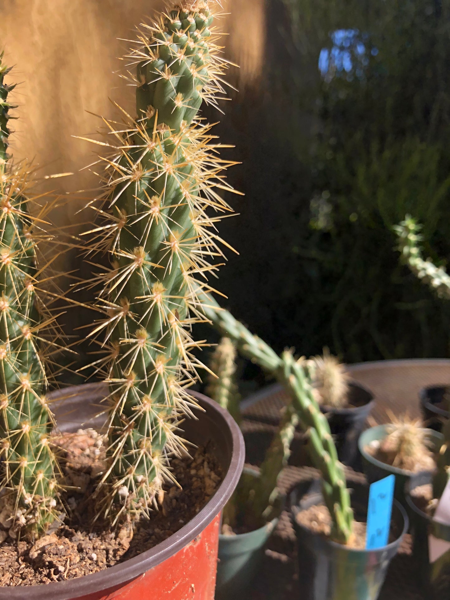 Cylindropuntia imbricata Buckhorn Cholla 10”Tall #10Y