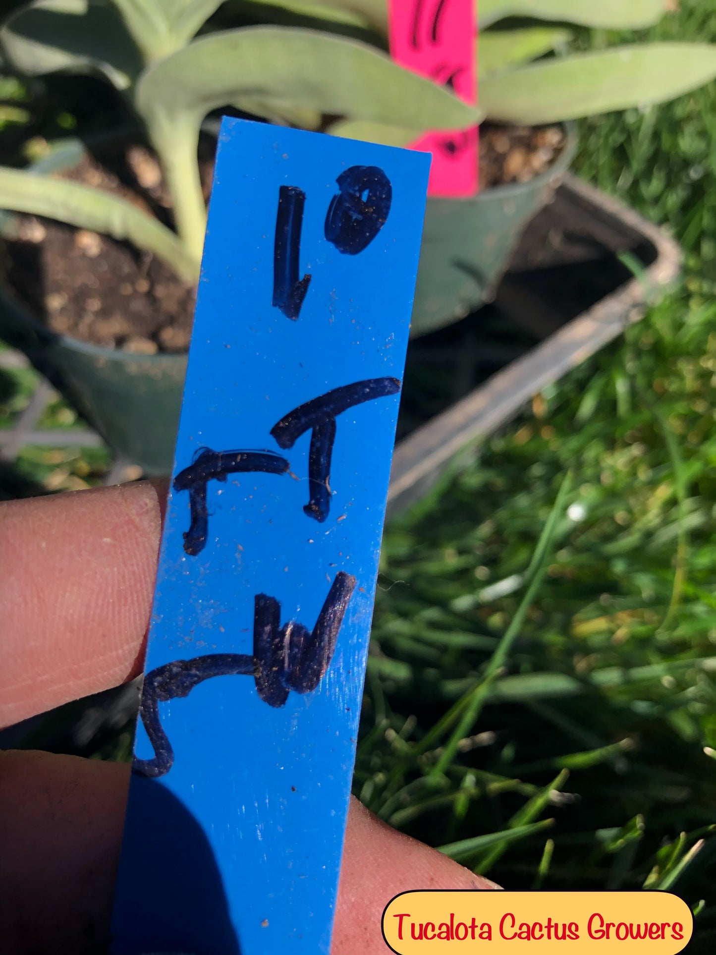 Crassula falcata Airplane Plant  5"Tall 5"Wide #10B