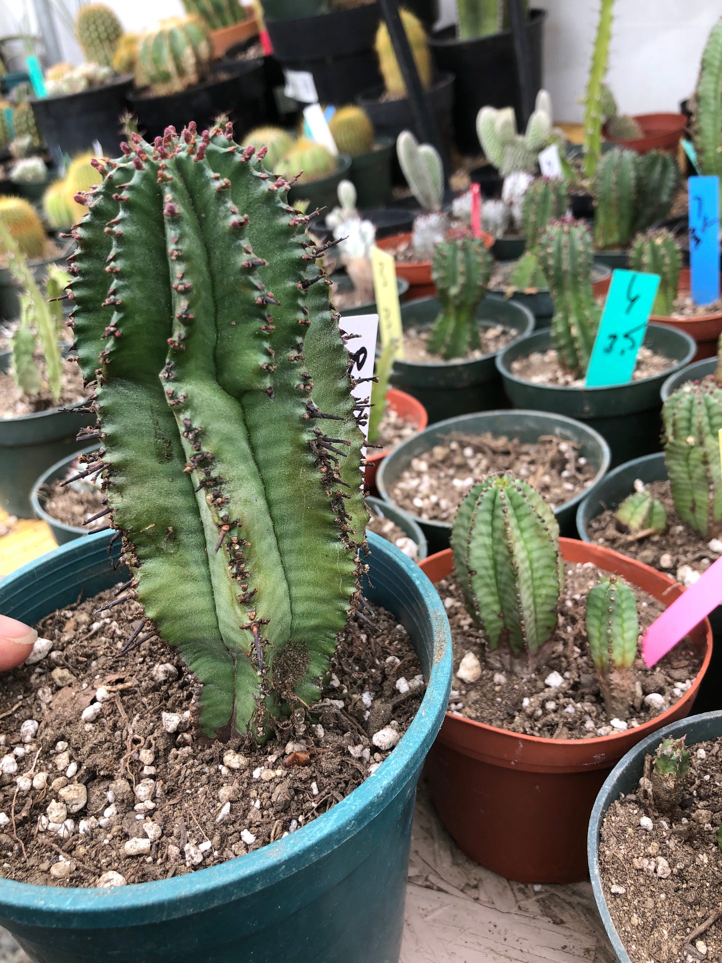 Euphorbia anoplia Green Tanzanian Zipper 5.5"Tall #80W