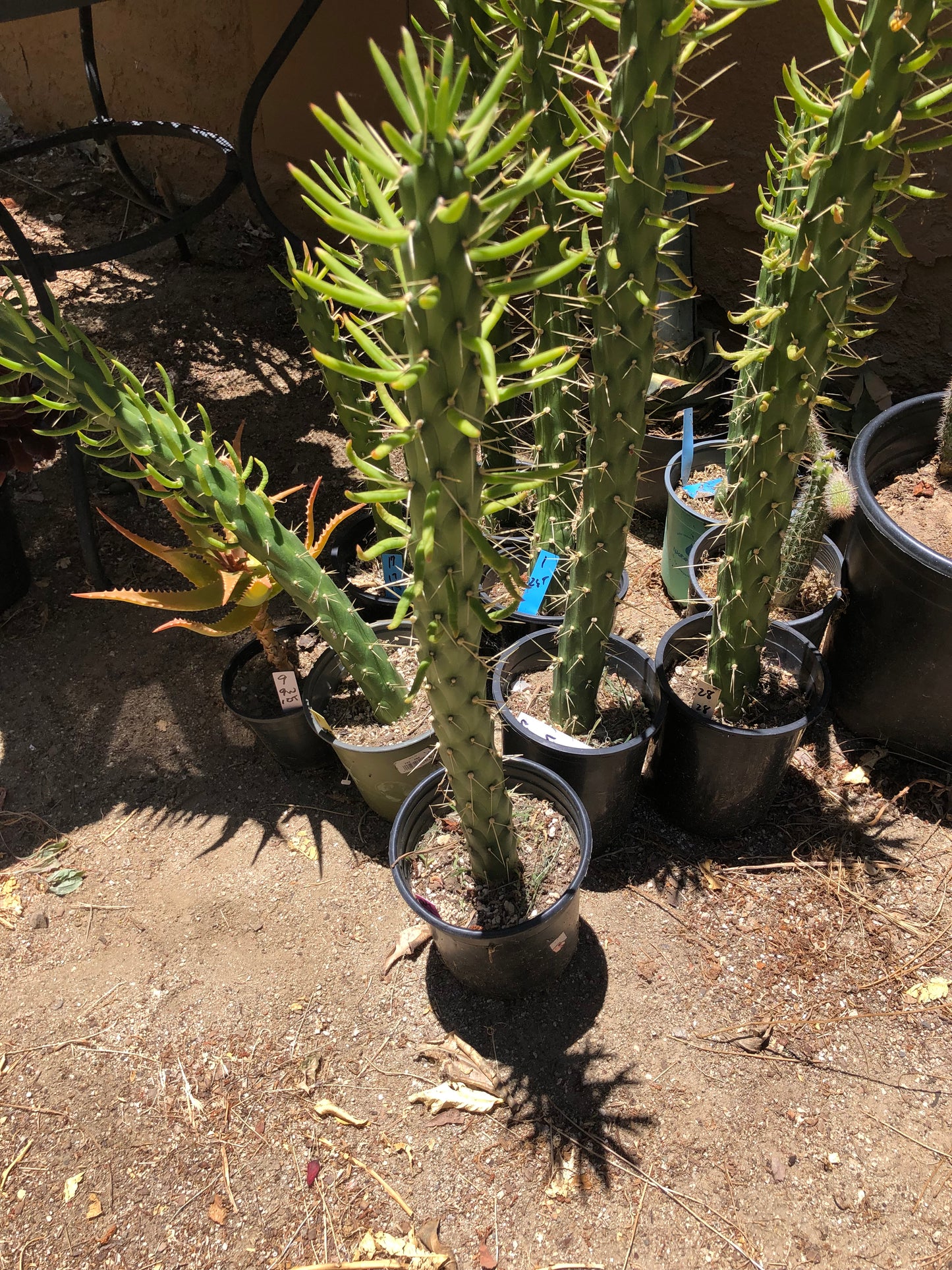 Austrocylindropuntia Full Size Eve's Needle 26"Tall #26P