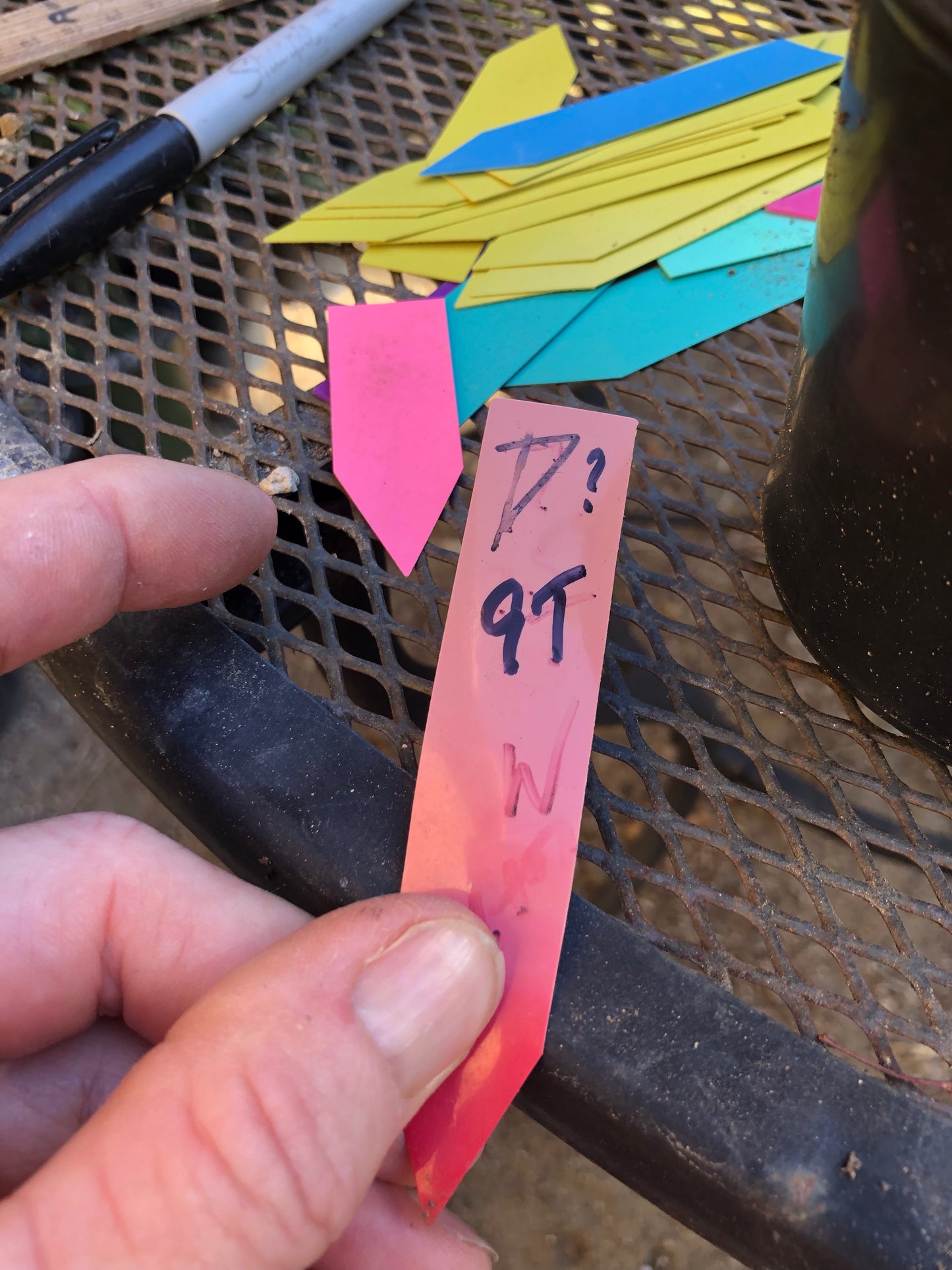 Cylindropuntia imbricata Buckhorn Cholla 9”Tall #7R