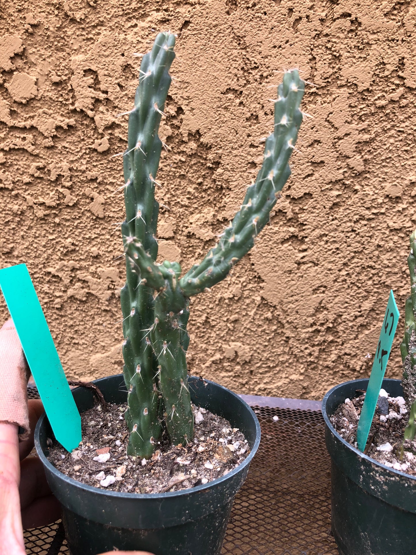 Cylindropuntia imbricata Buckhorn Cholla 7.5”Tall #61G