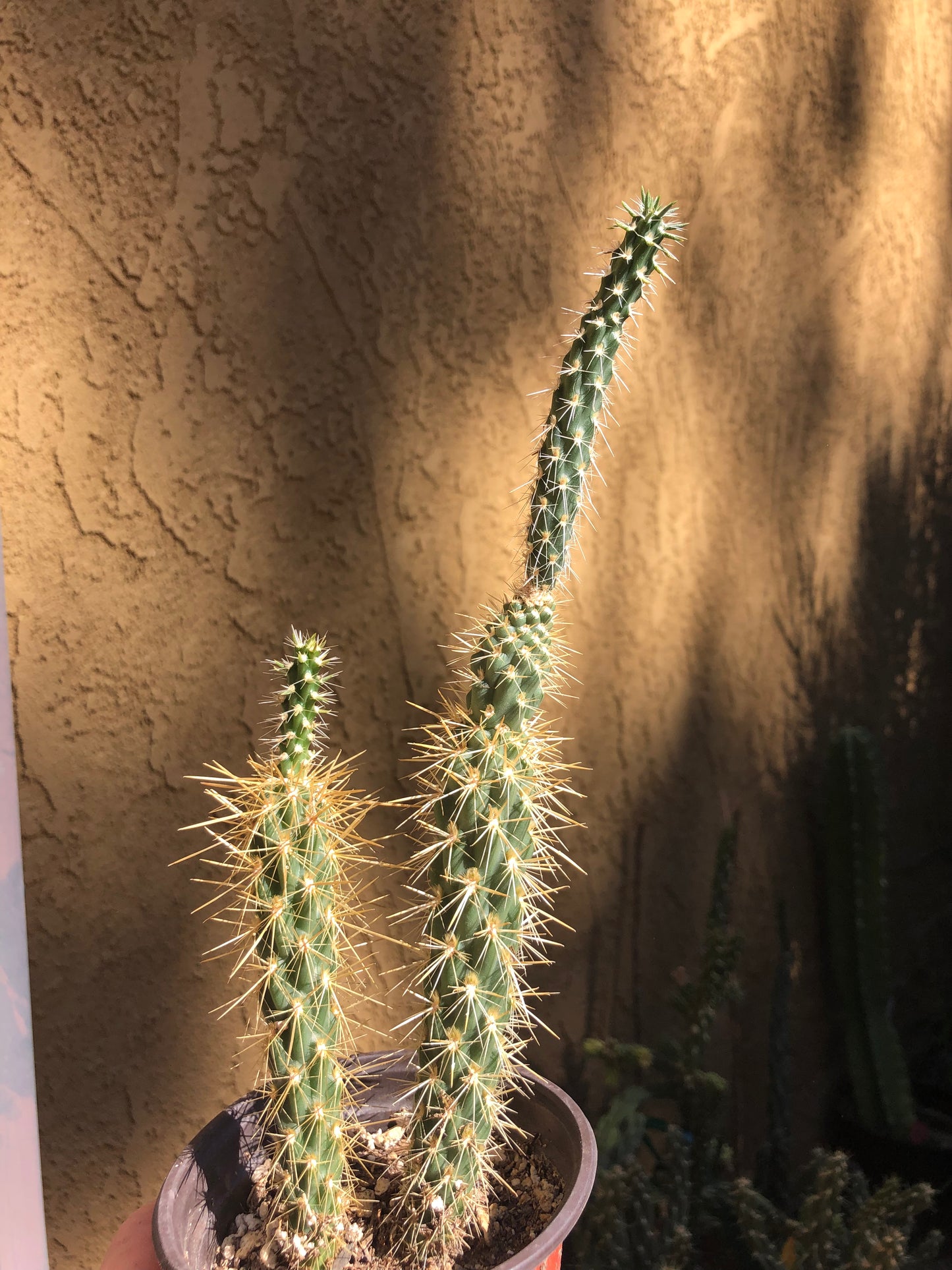 Cylindropuntia imbricata Buckhorn Cholla 10”Tall #10Y