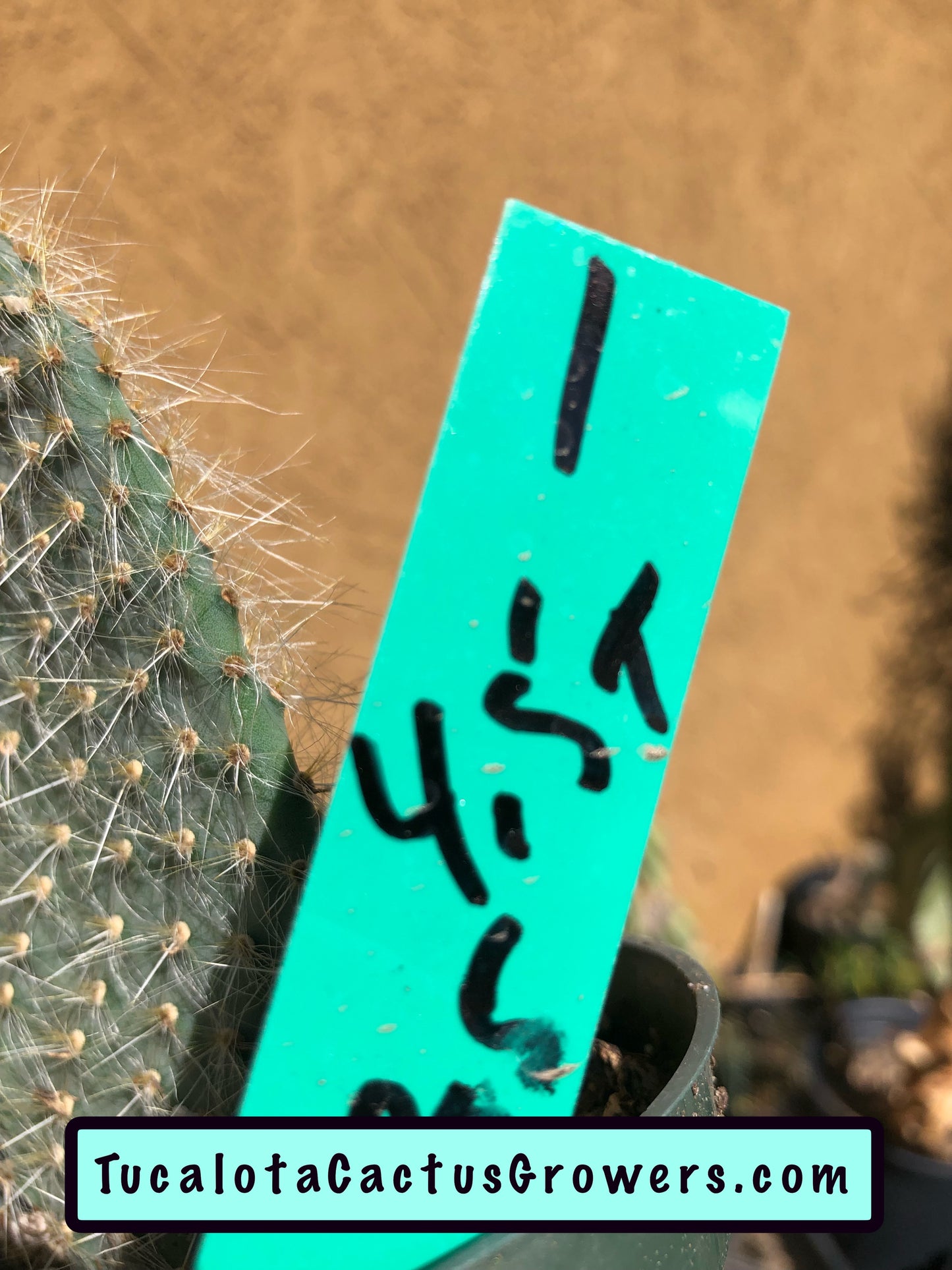 Opuntia pilifera (Cocoche loco)4.5"T 3"W #1G